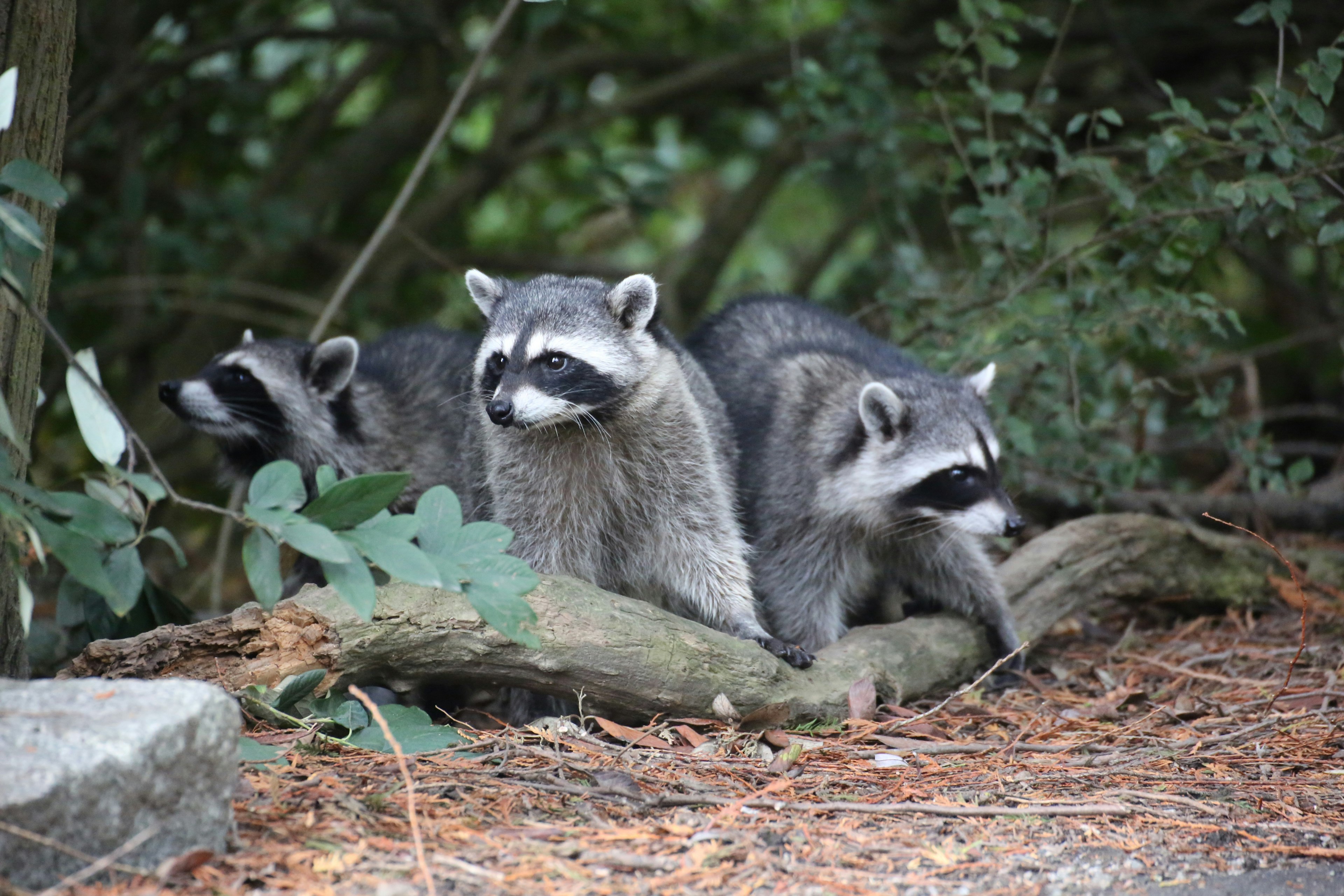 Three raccoons playing near a log in a forest