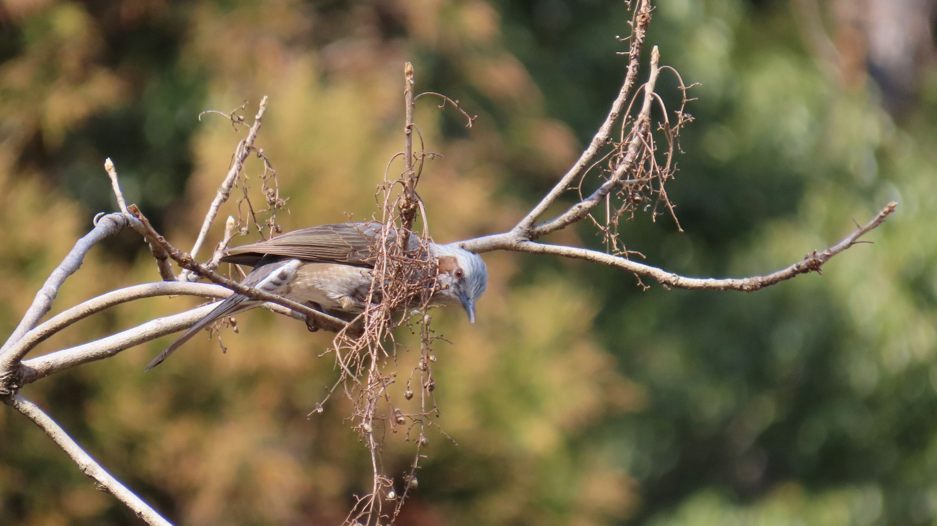 Ein Vogel sitzt auf einem Ast mit Nistmaterial