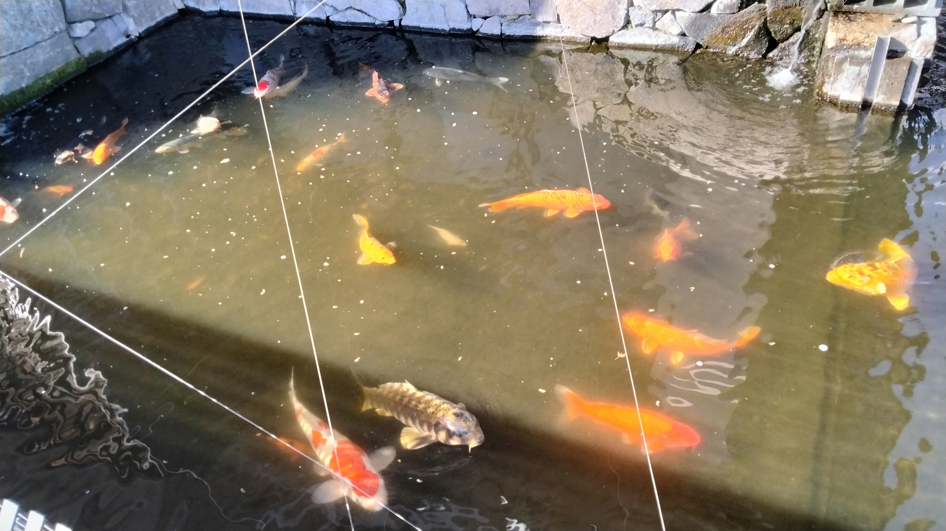 池で泳ぐ色とりどりの鯉たちの群れ