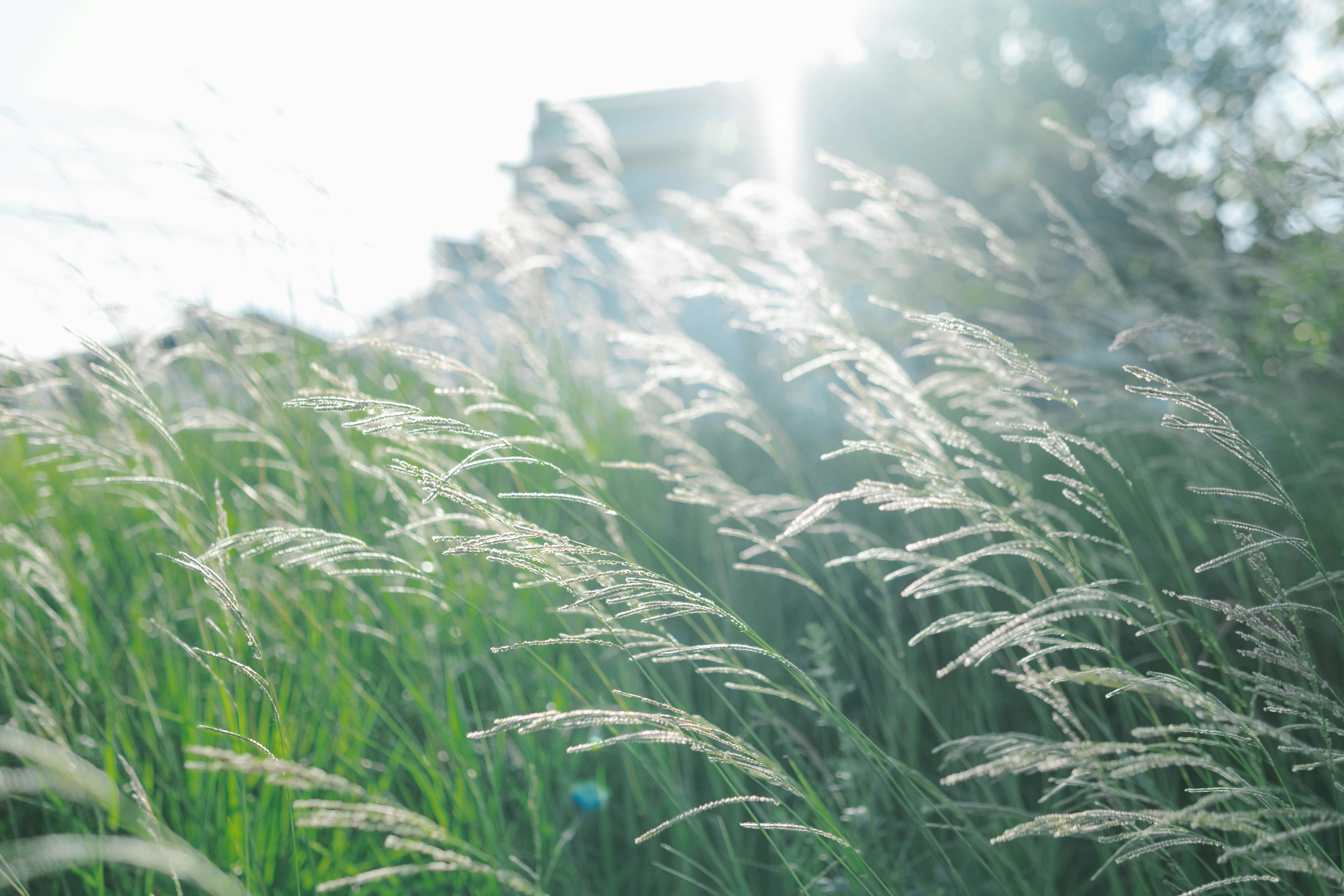 A beautiful landscape of grass blades swaying in sunlight