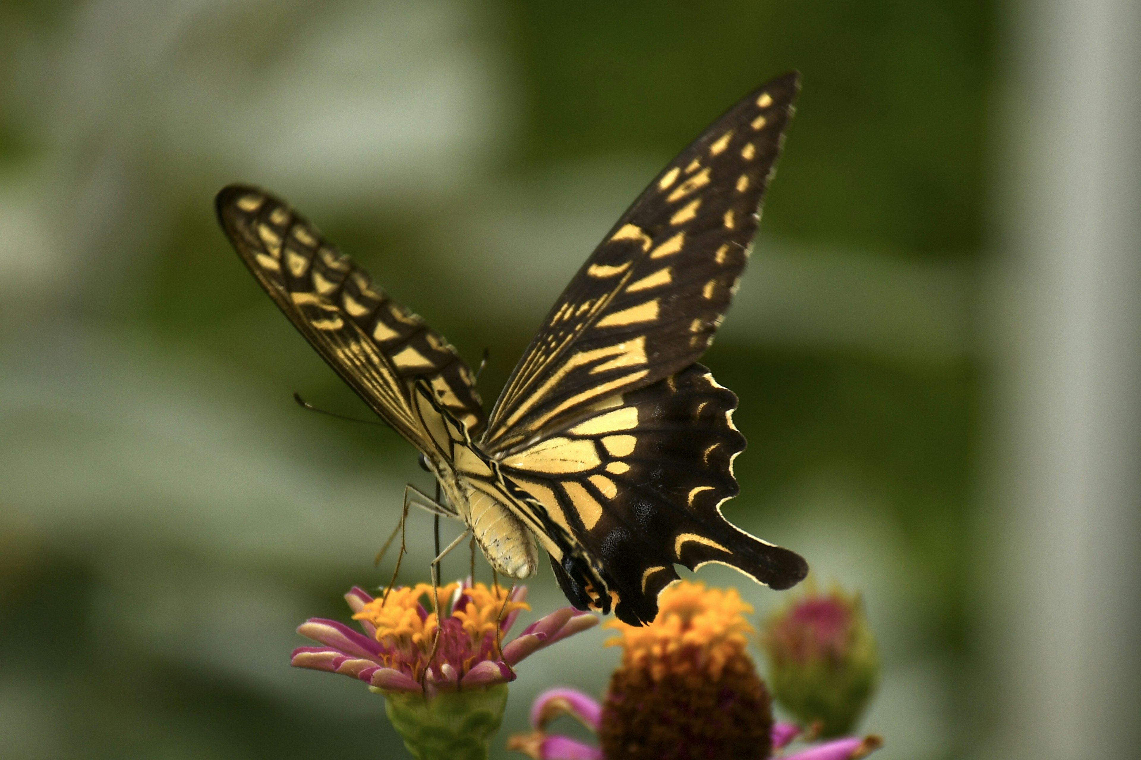 Un papillon aux motifs jaunes et noirs vibrant se posant sur une fleur