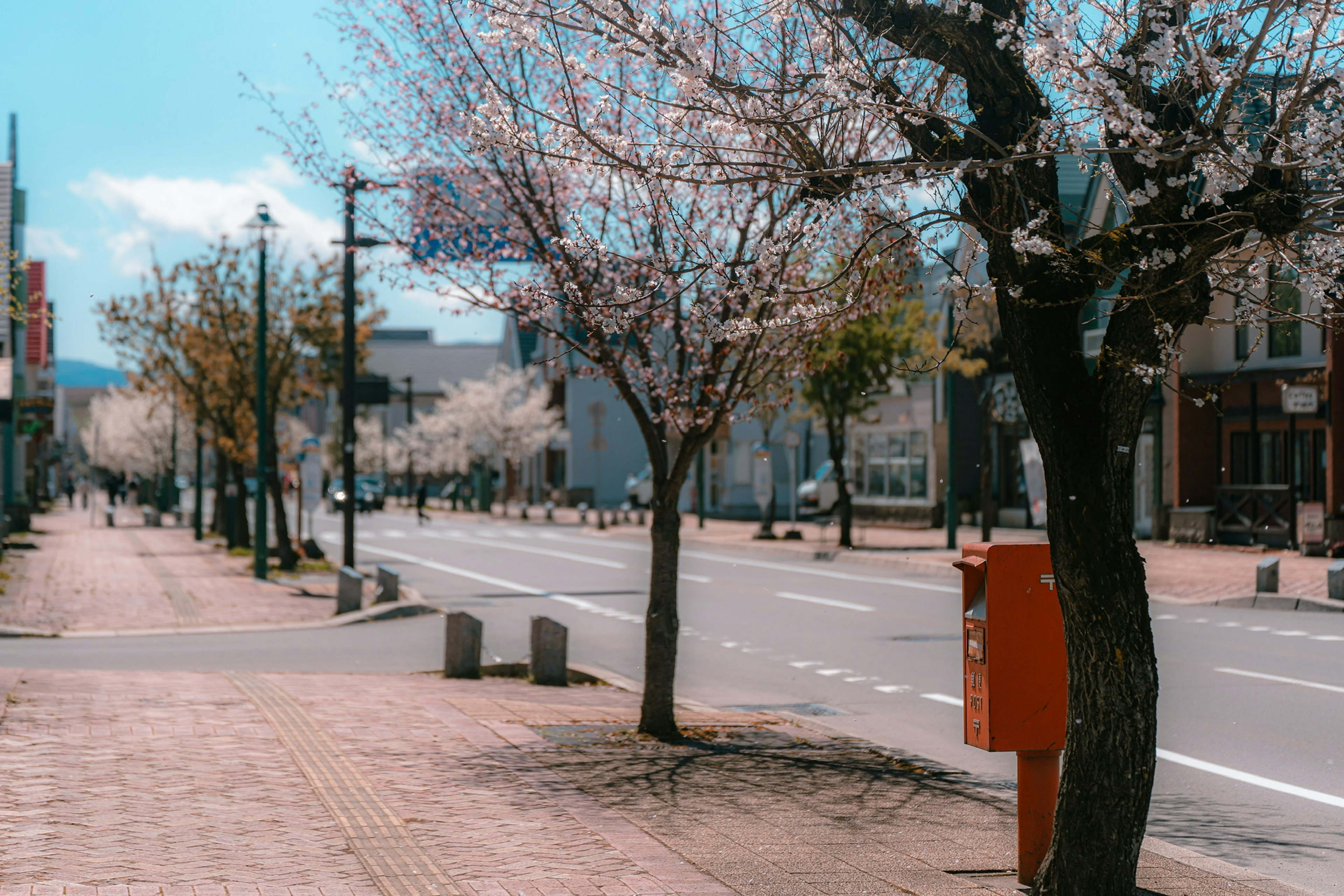 Vista escénica de una calle con árboles de cerezo bajo un cielo azul claro