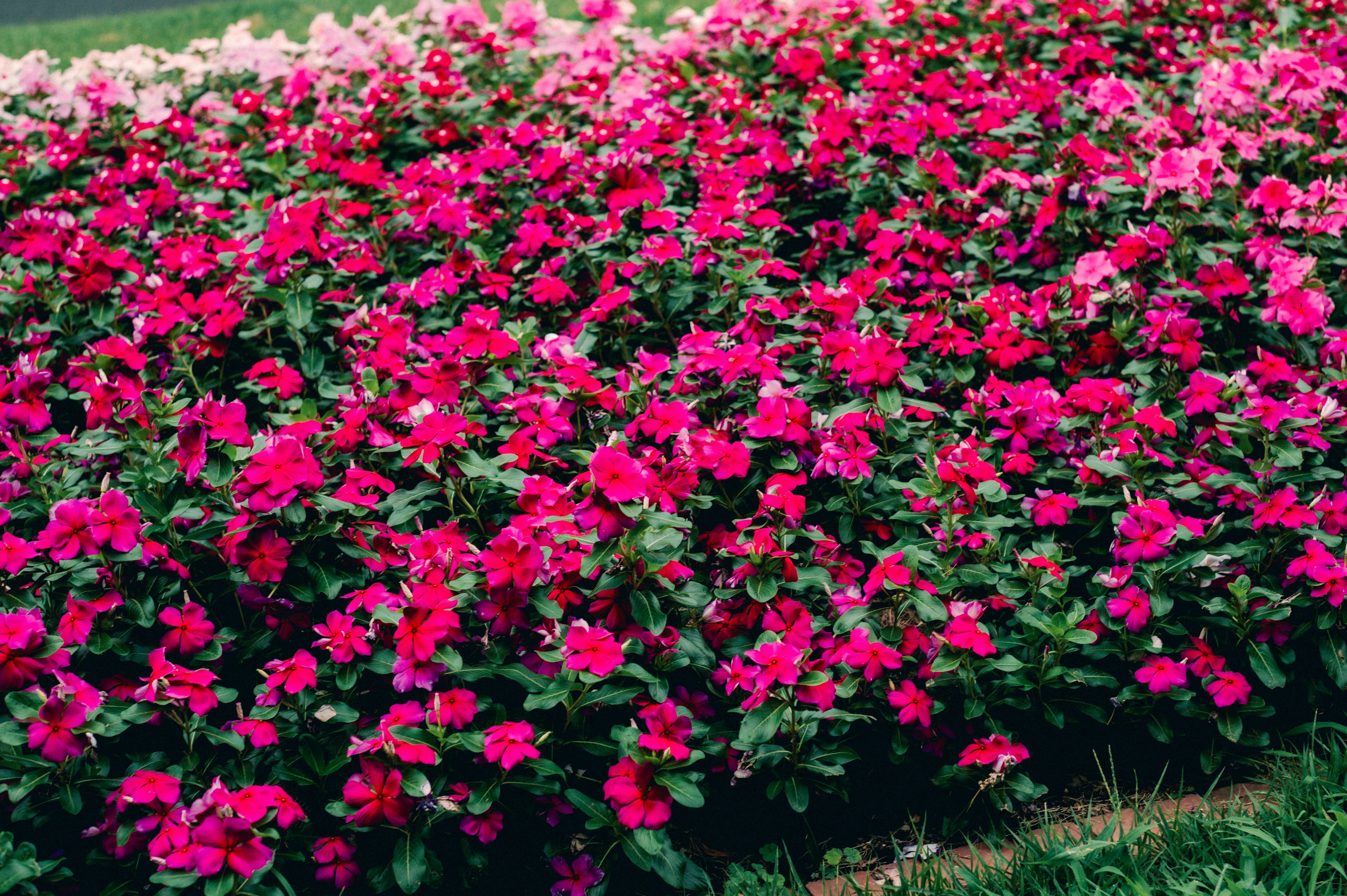 色とりどりのインパチェンスの花が咲く美しい花壇