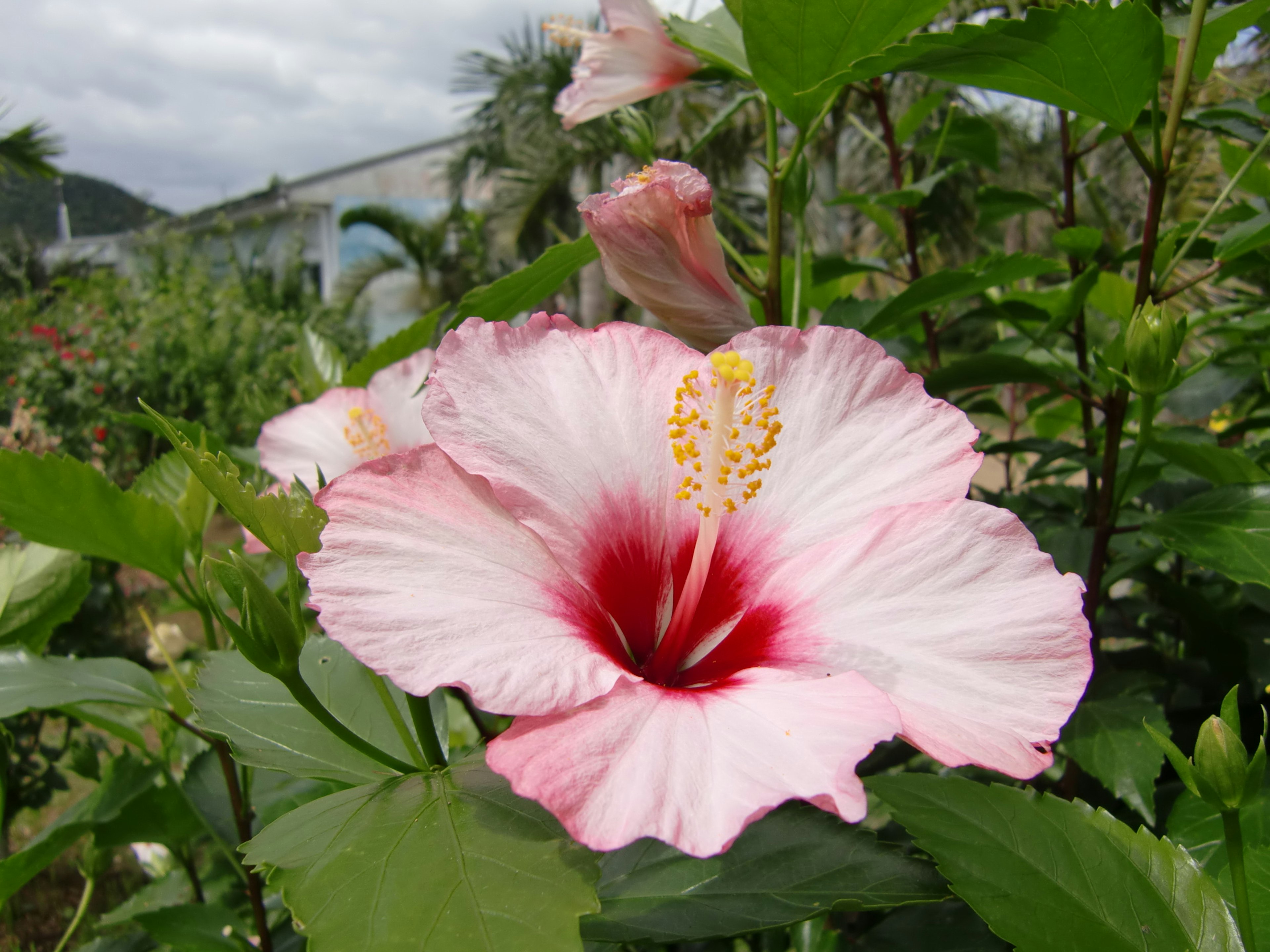 Bellissimo giardino con fiore di ibisco rosa in fiore