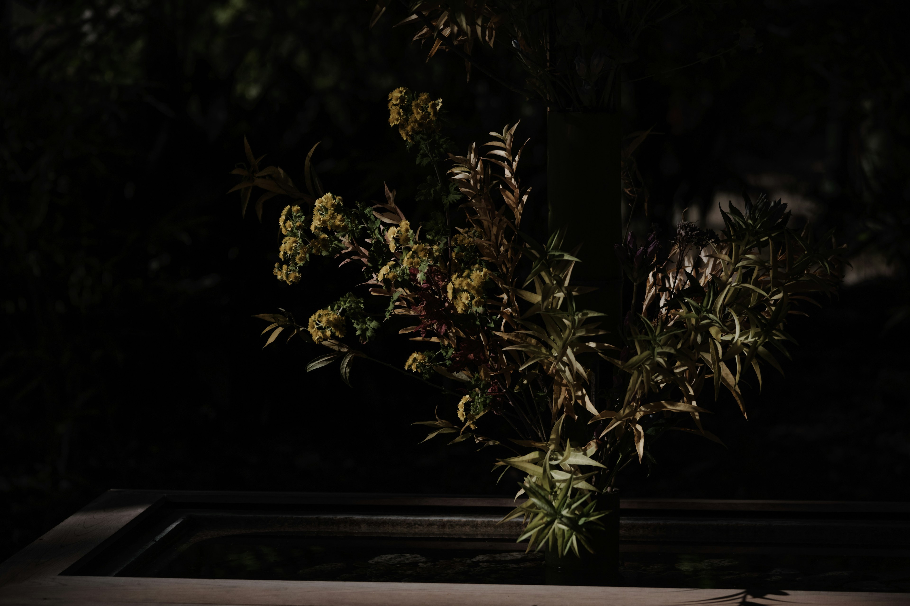 A plant with green leaves and yellow flowers illuminated against a dark background