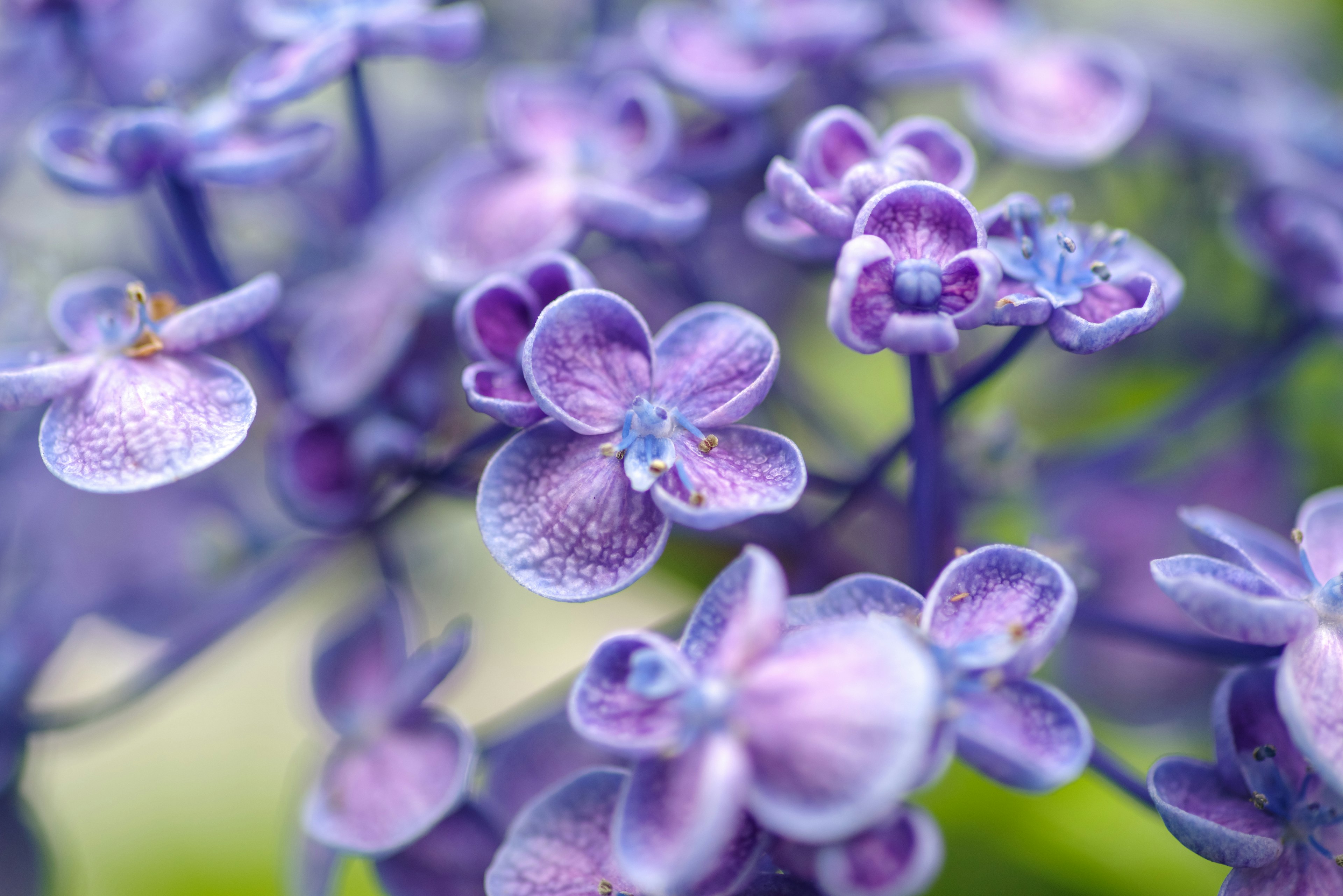 Primo piano di fiori viola con petali delicati