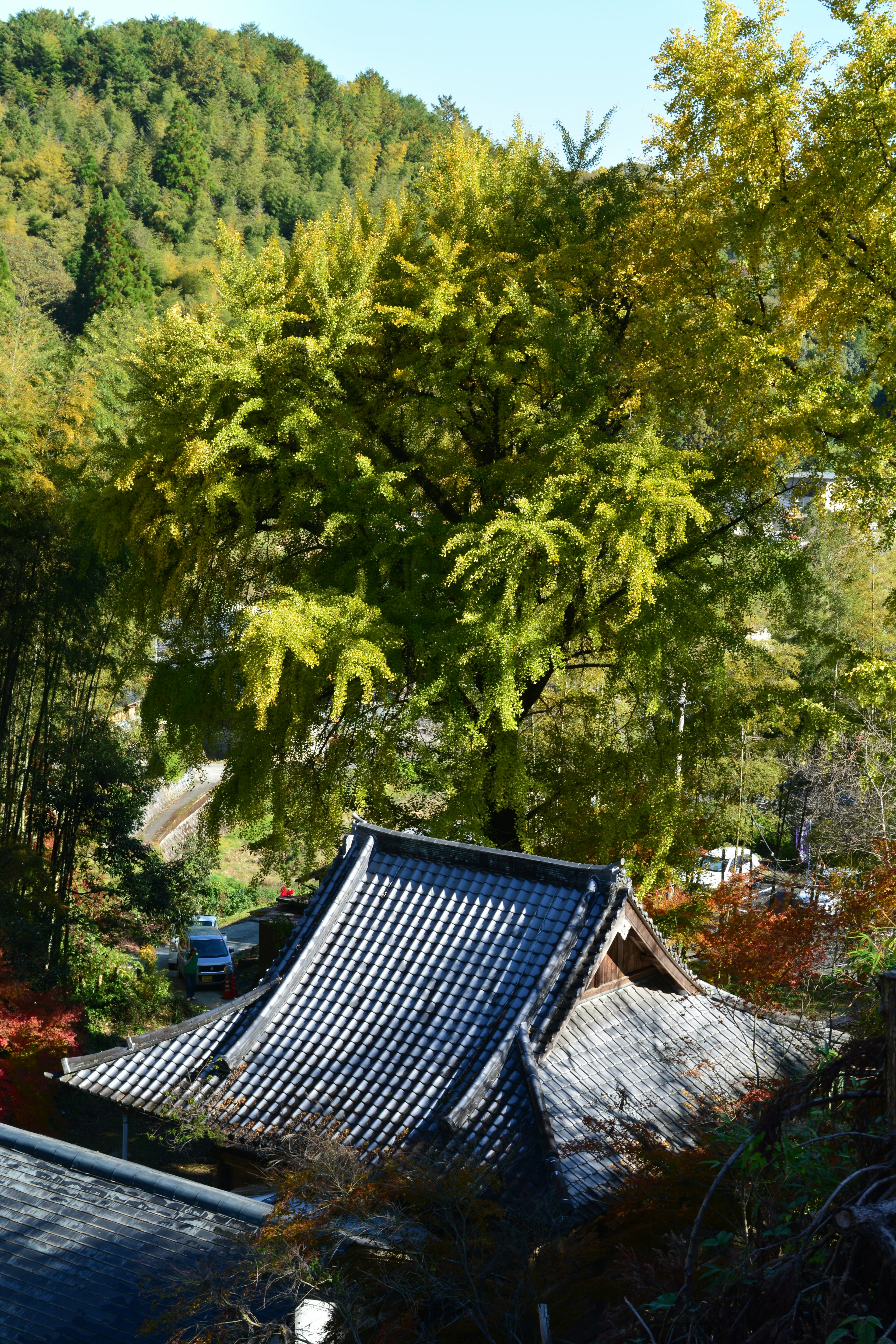 緑の木々に囲まれた伝統的な日本の屋根のある建物