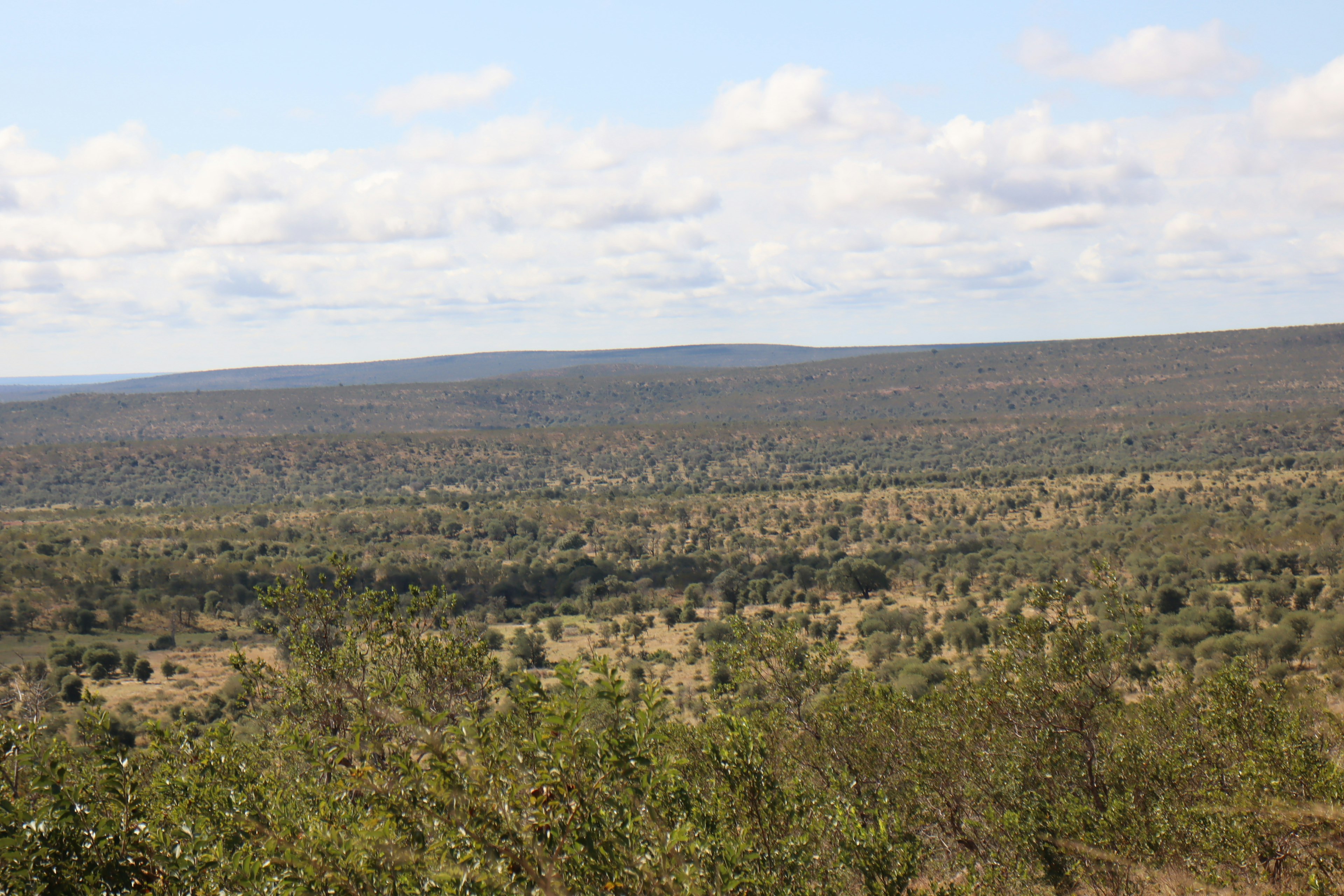 Weite Graslandschaft und Himmelslandschaft mit grünen Pflanzen und sanften Wolken