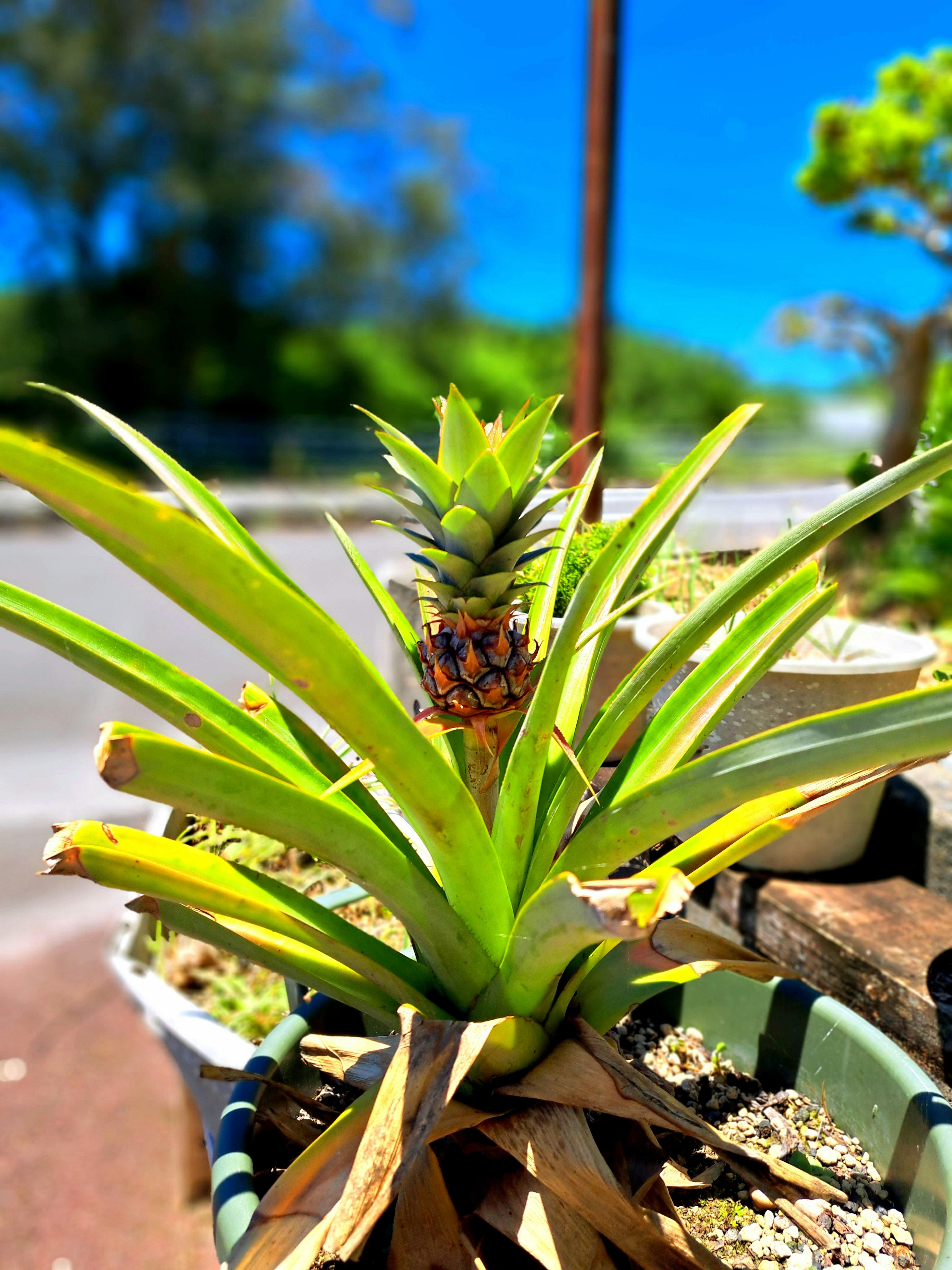 Plante de ananas en pot avec un arrière-plan de ciel bleu vif