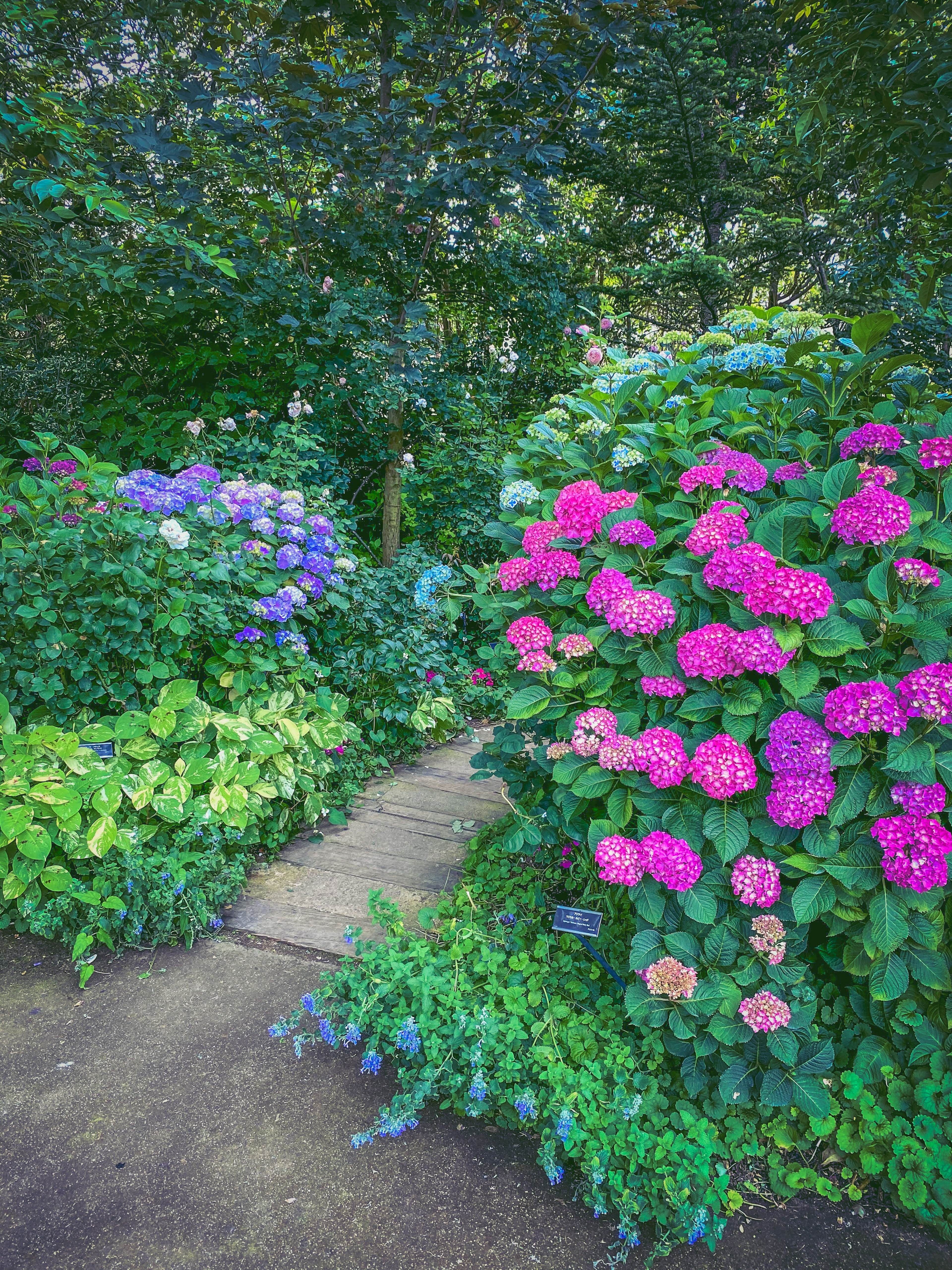 Un chemin de jardin entouré d'hortensias colorés