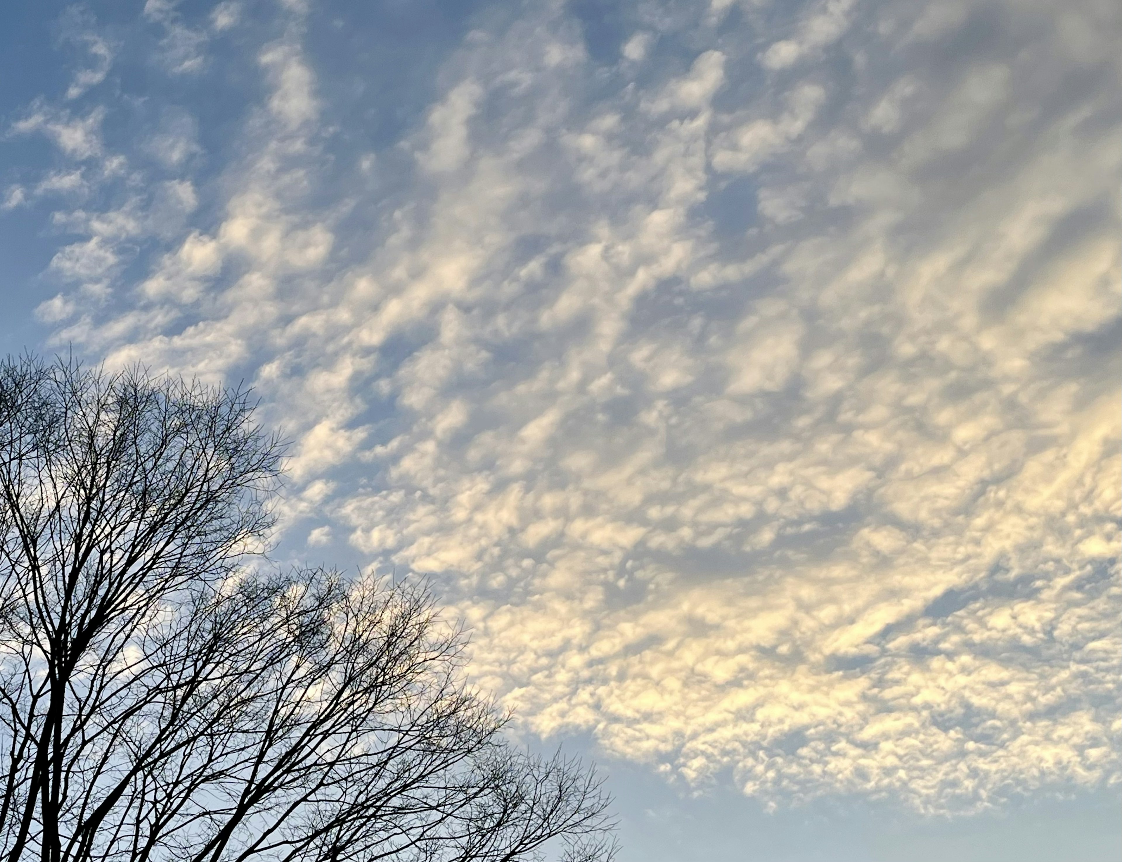 Silhouette von Bäumen vor einem bewölkten Himmel