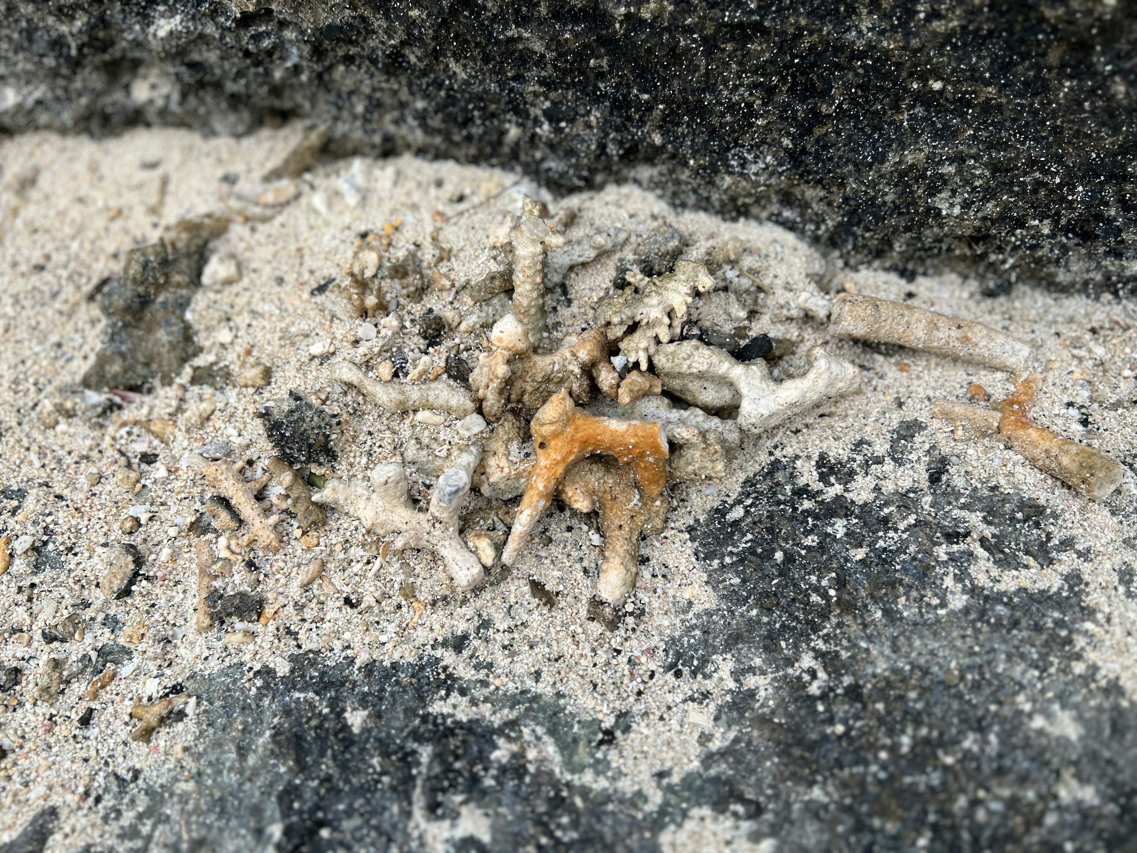 Cluster of small organisms on sand and rock