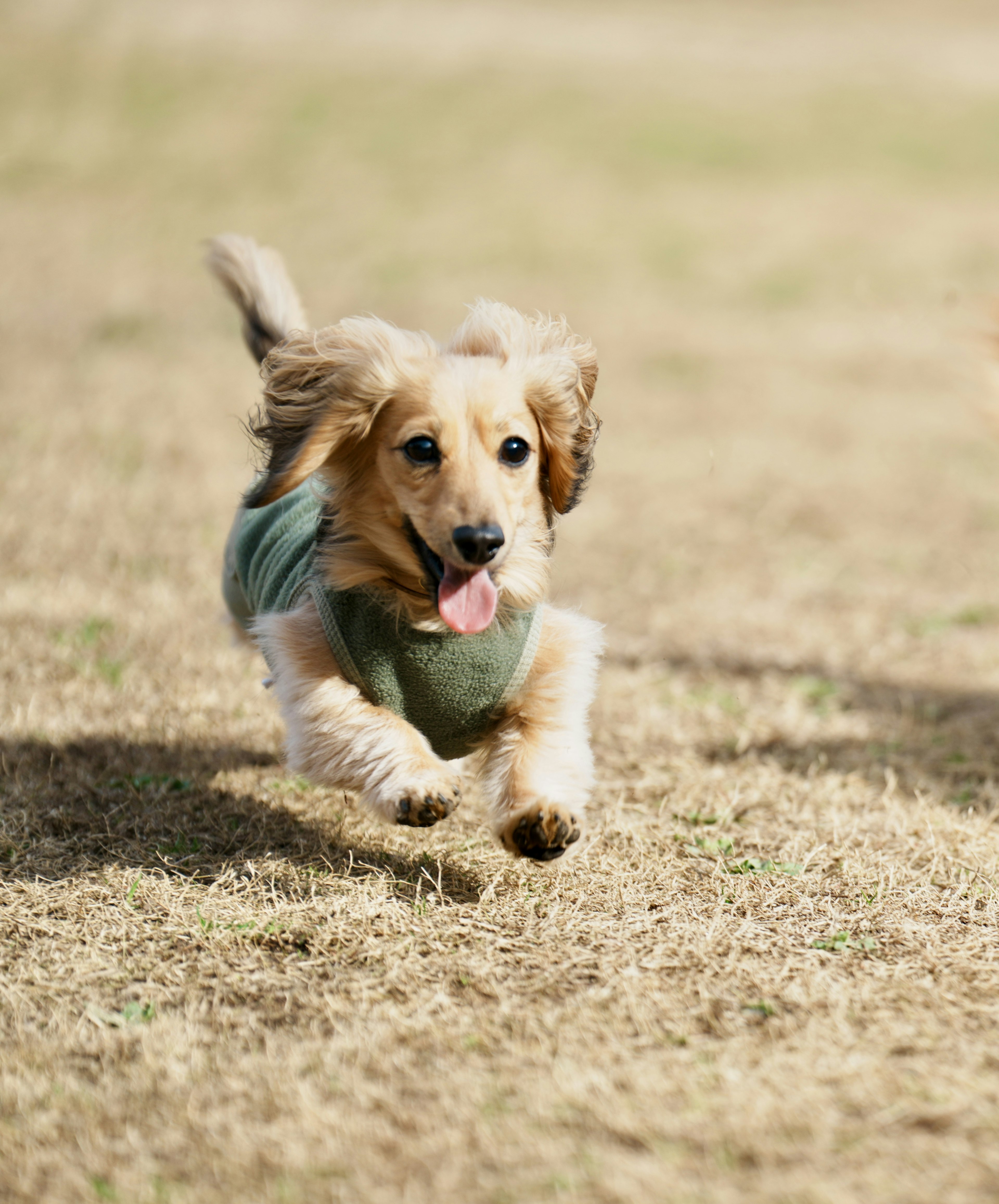 Un cane che corre sull'erba con un gilet verde