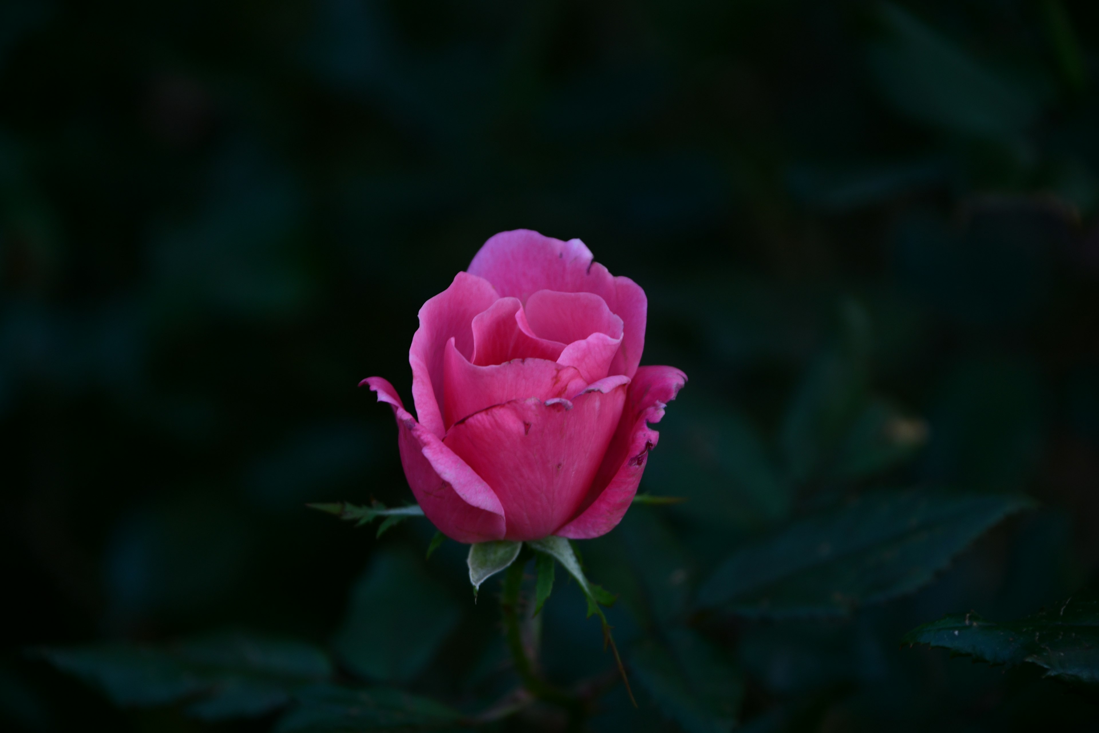 A vibrant pink rose stands out against a dark background