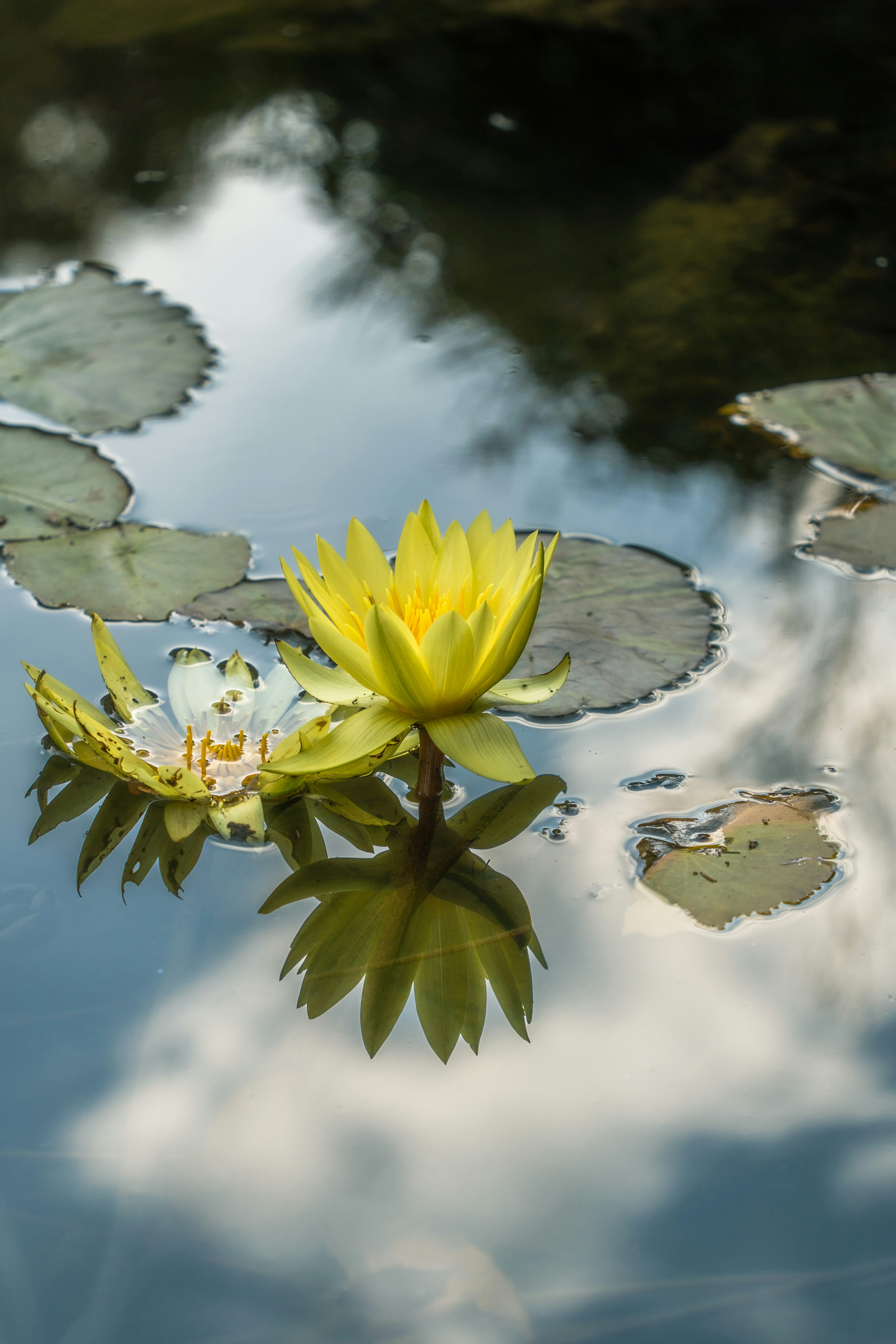 Fleur de nénuphar jaune et feuilles flottant à la surface de l'eau