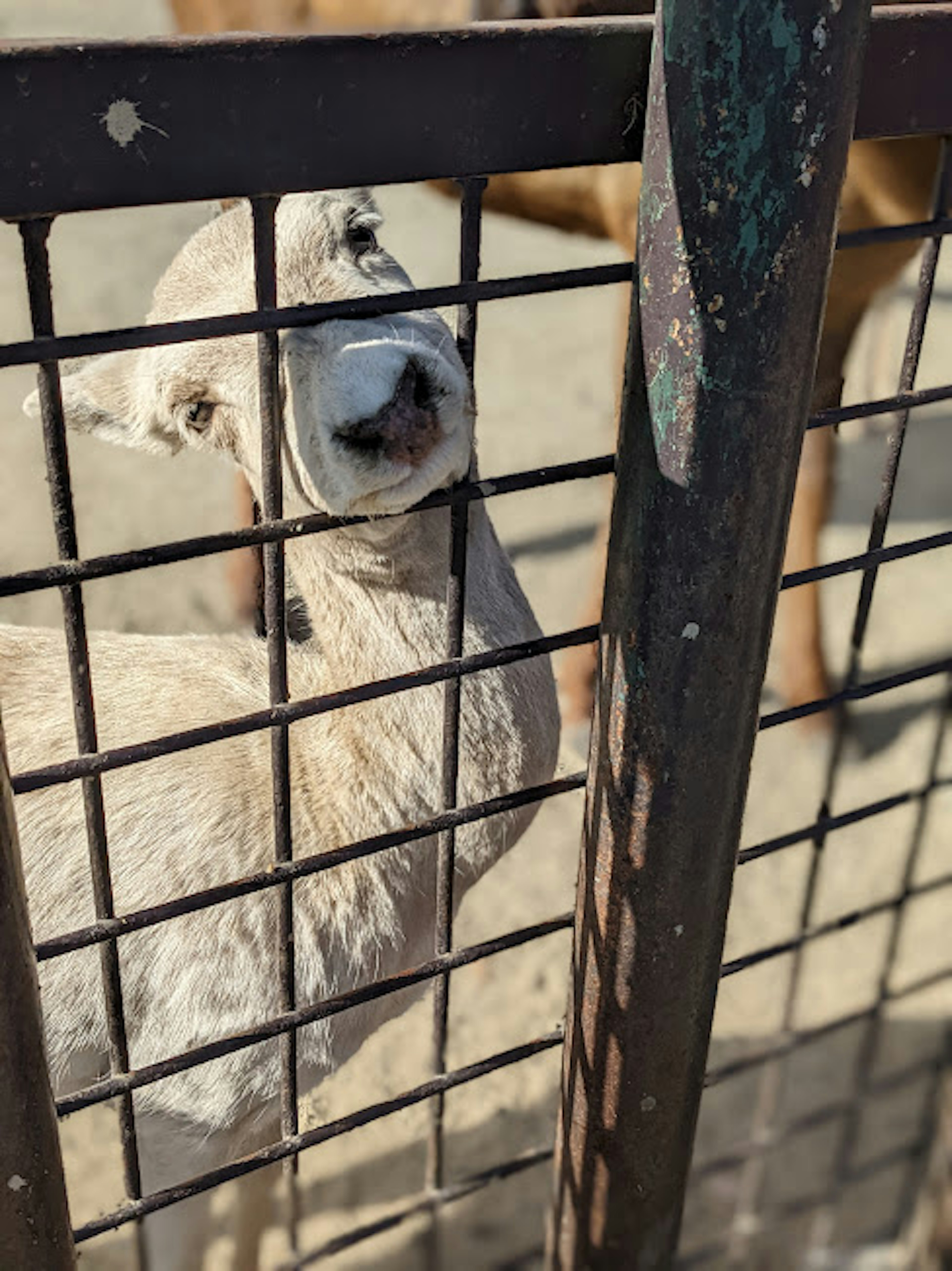 Close-up of a white animal's face seen through a fence