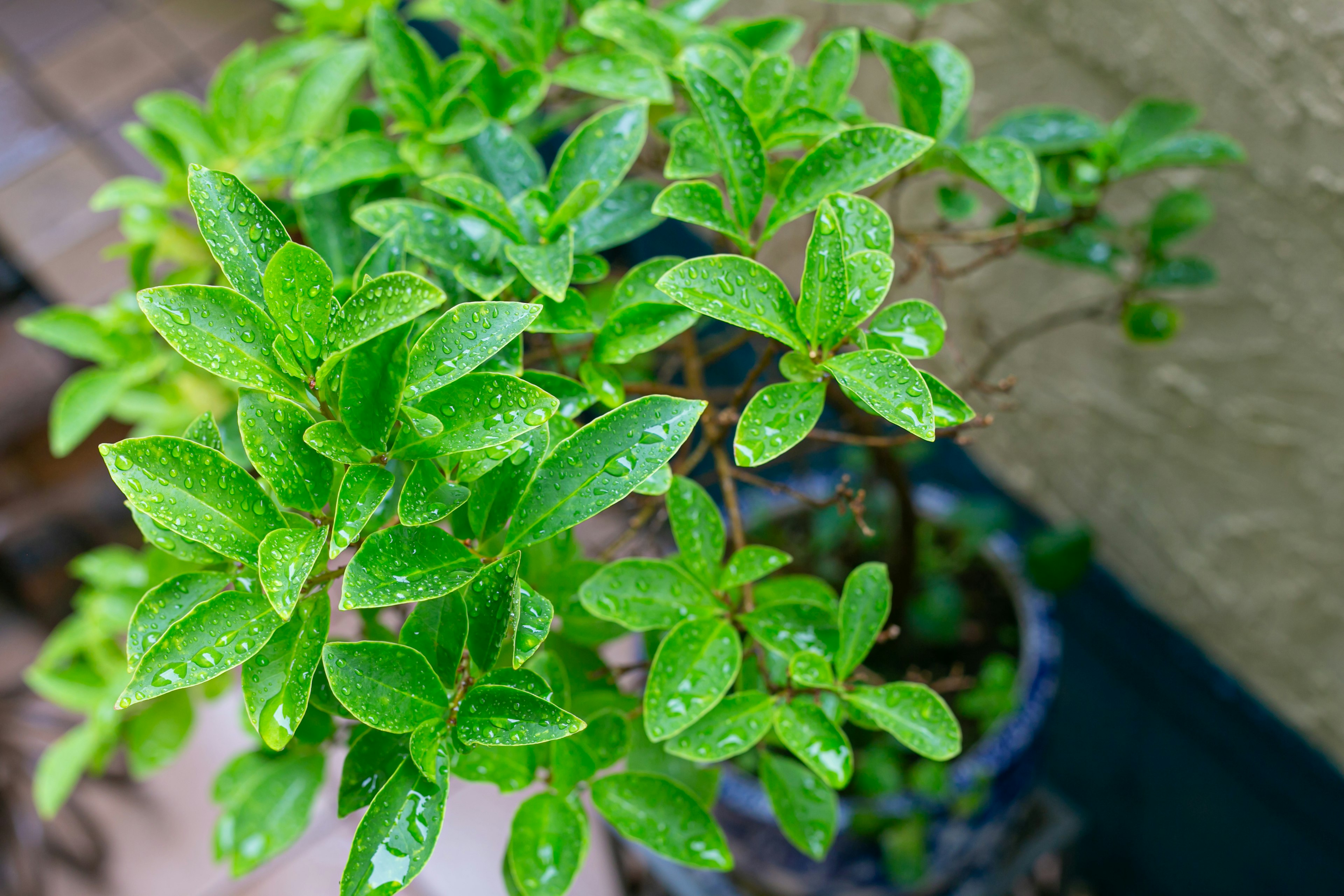 Primo piano di una piccola pianta verde con gocce d'acqua sulle foglie