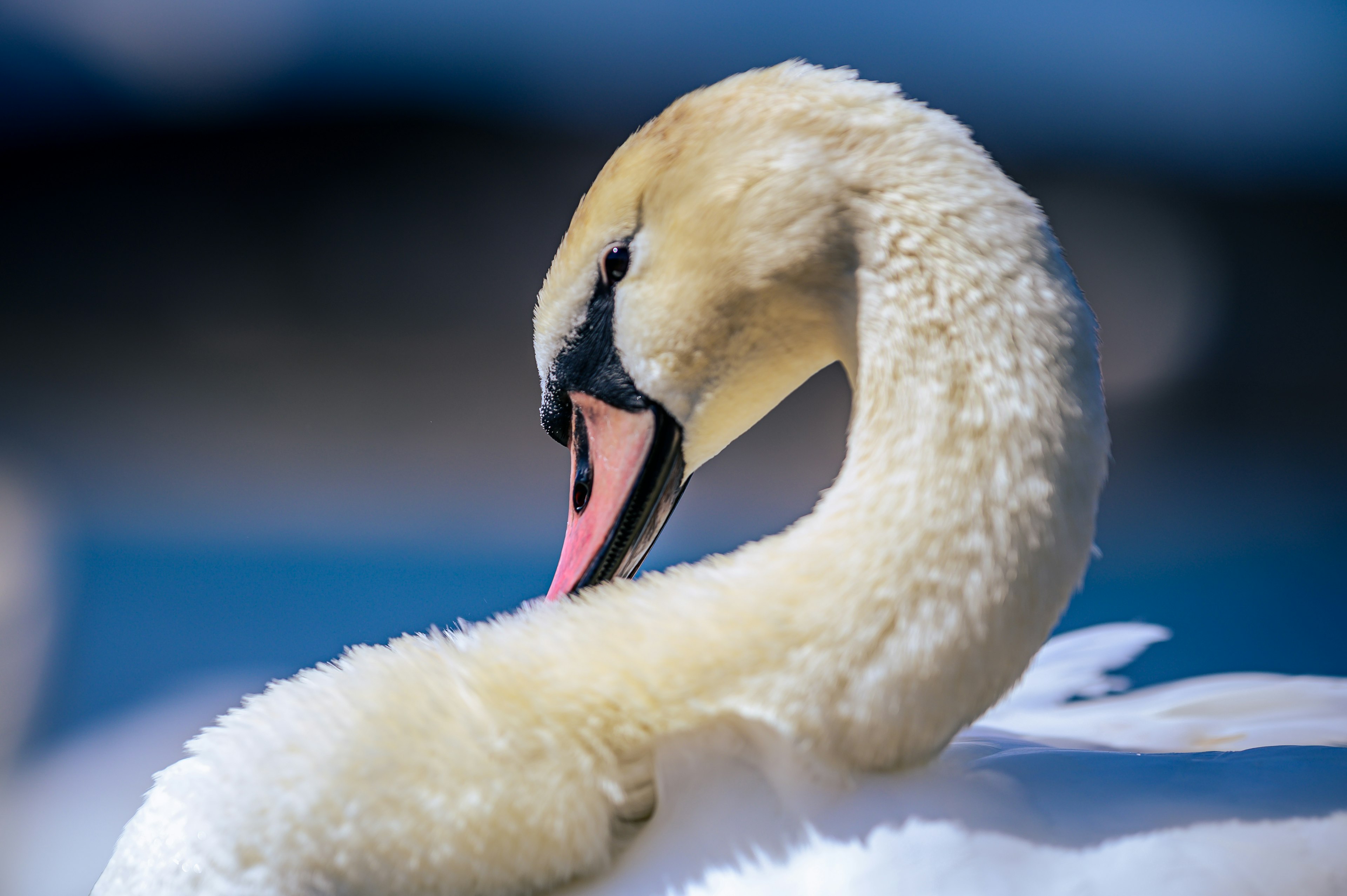 Close-up of a graceful swan's neck and soft feathers