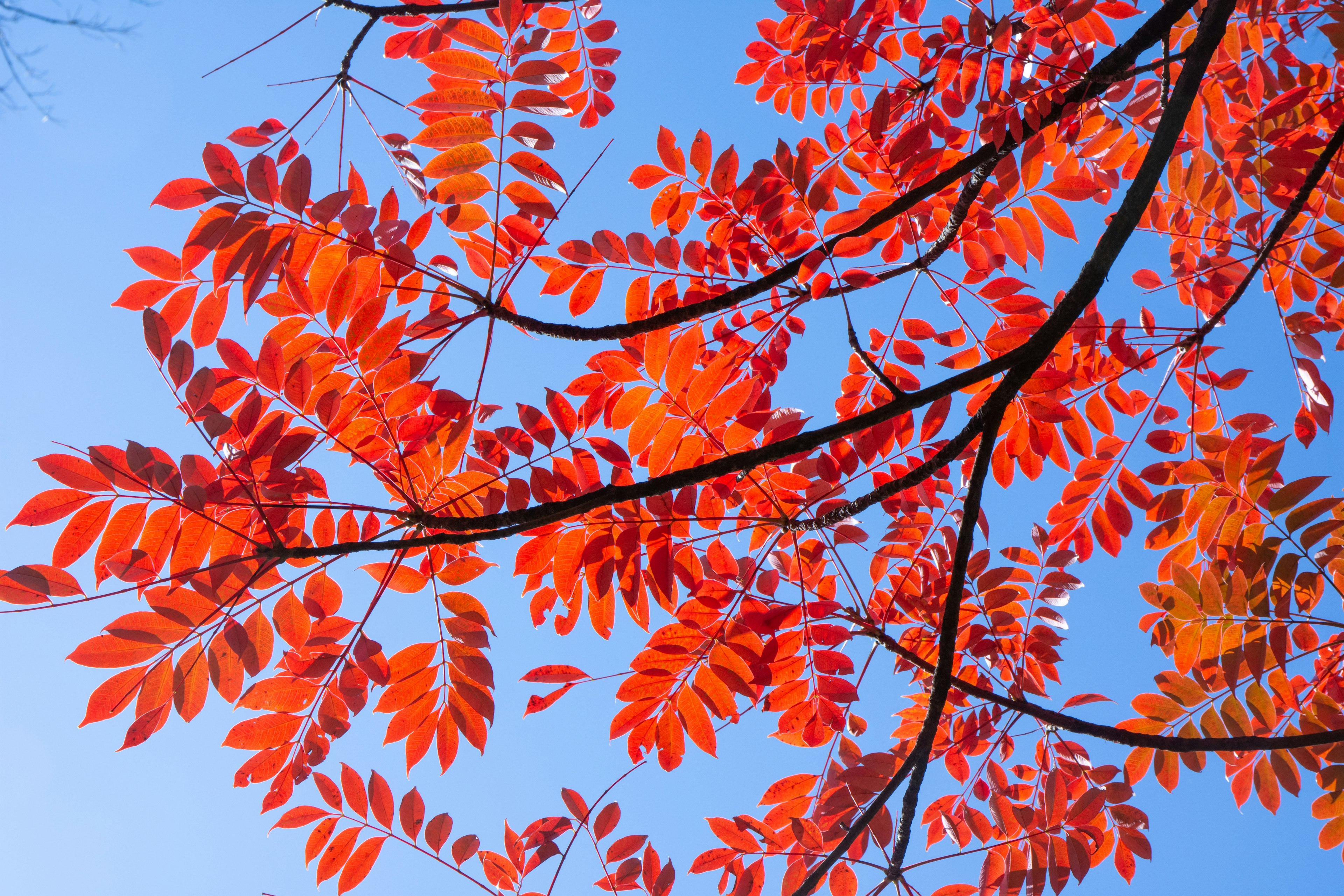 Feuilles rouges vibrantes sur fond de ciel bleu