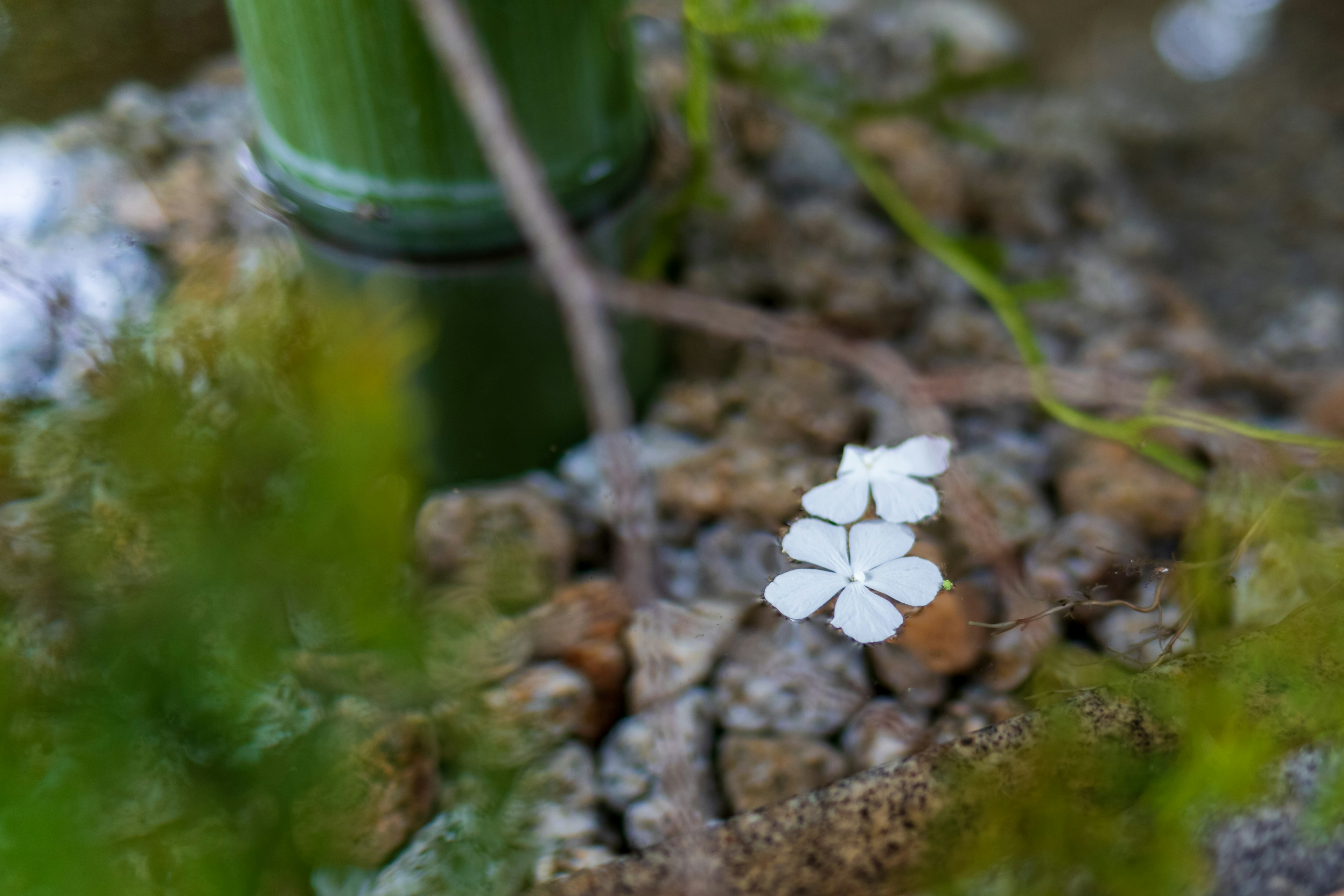 Close-up of white flowers blooming between green bamboo and pebbles