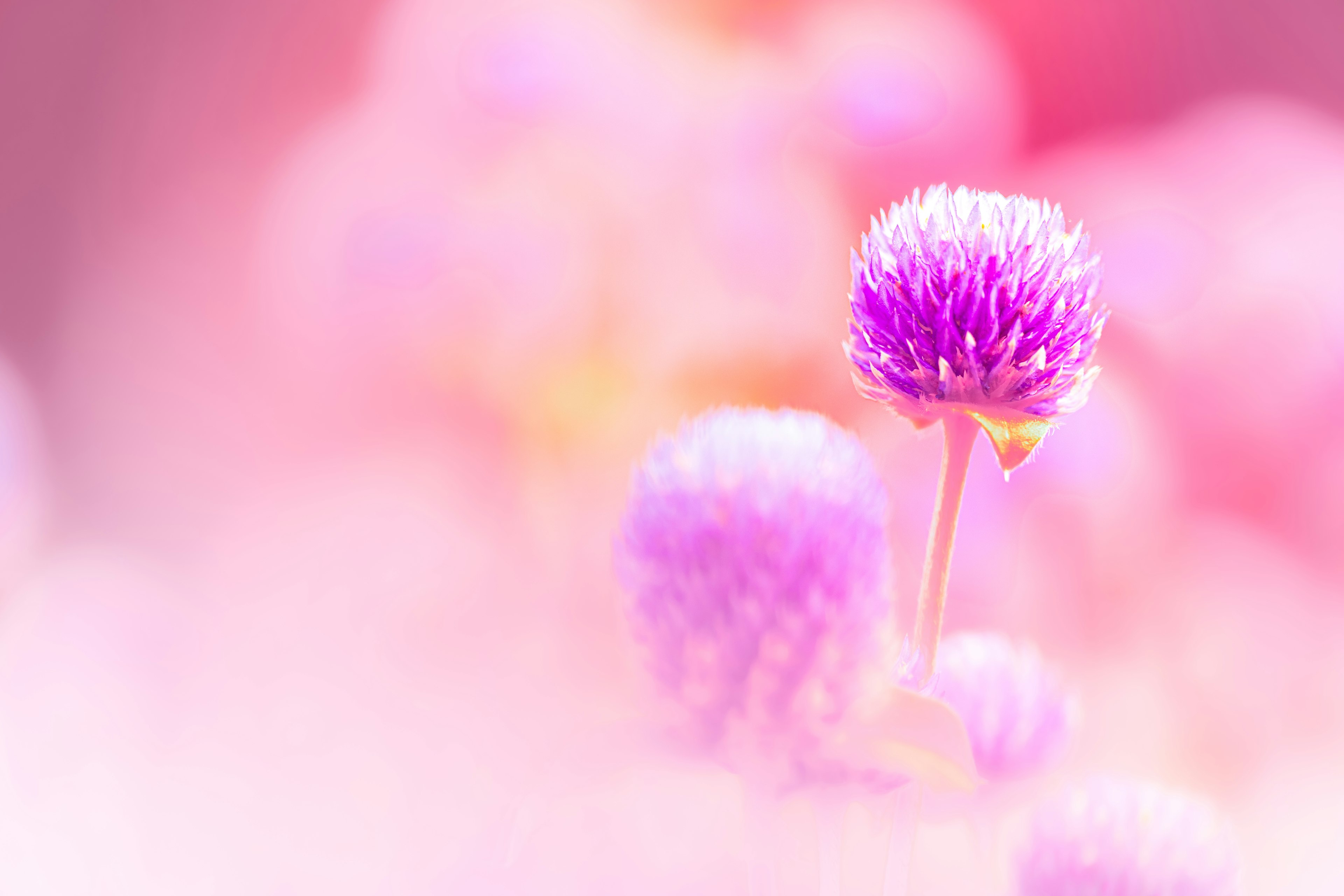 Kleine lila Blumen blühen vor einem sanften rosa Hintergrund