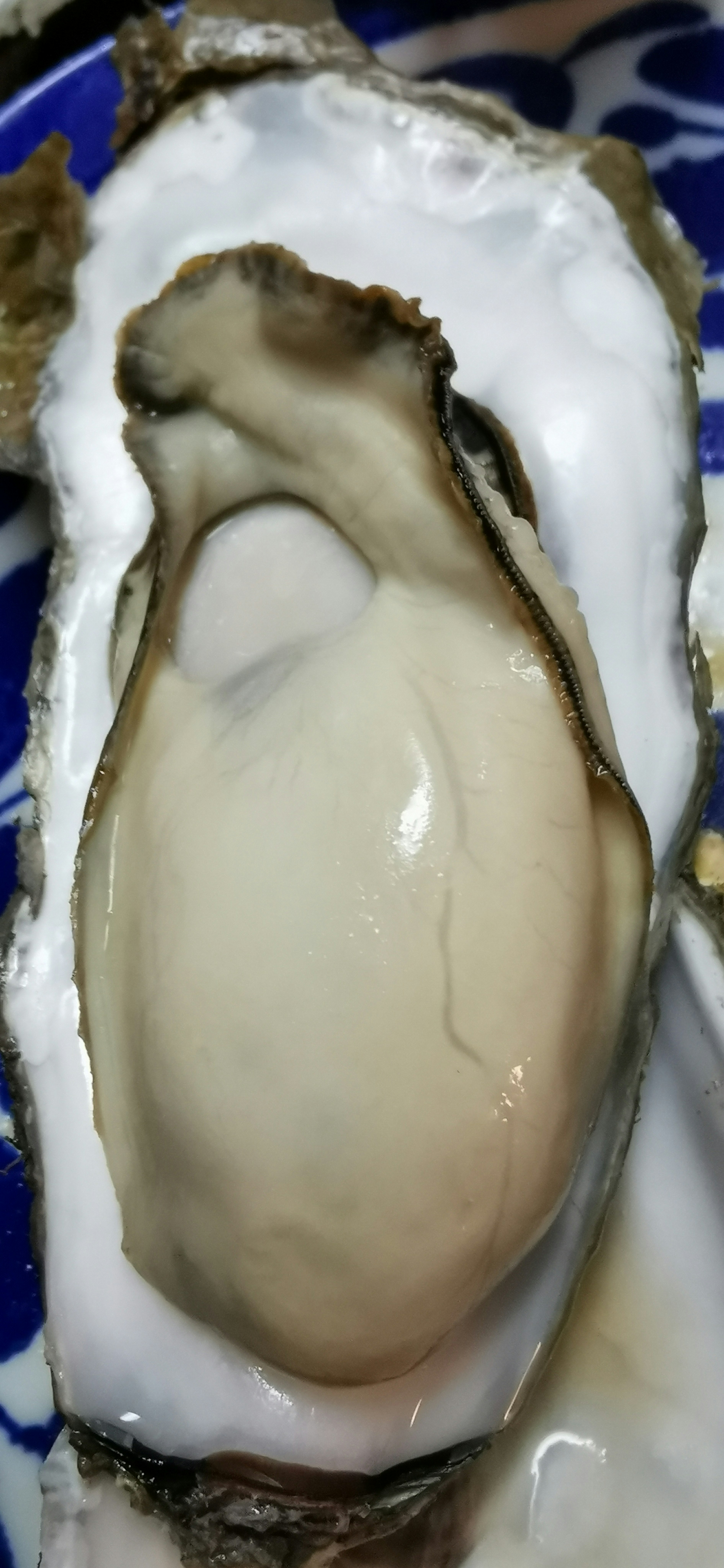 Fresh oyster on a blue patterned plate