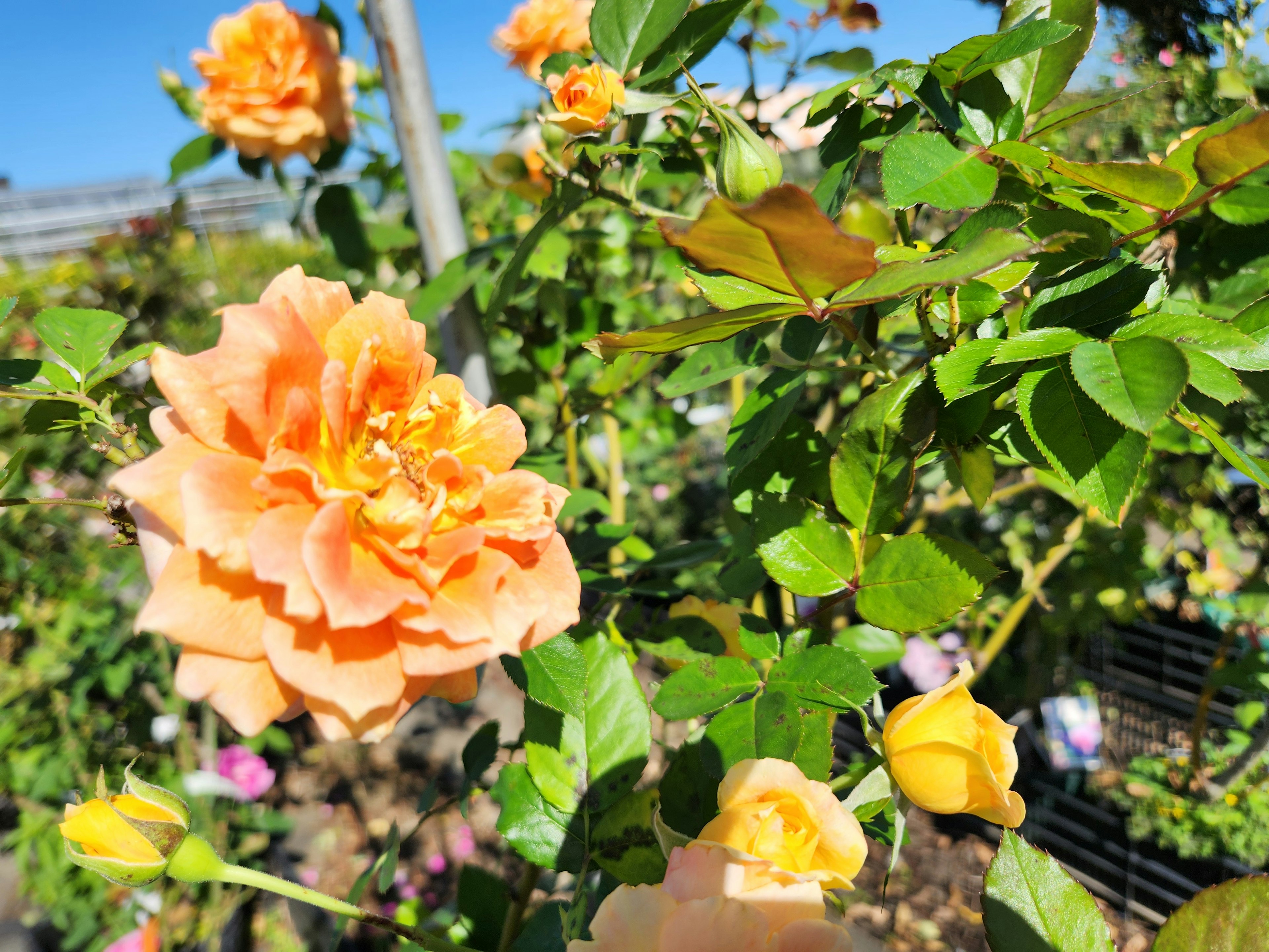 Primo piano di rose arancioni in fiore in un giardino