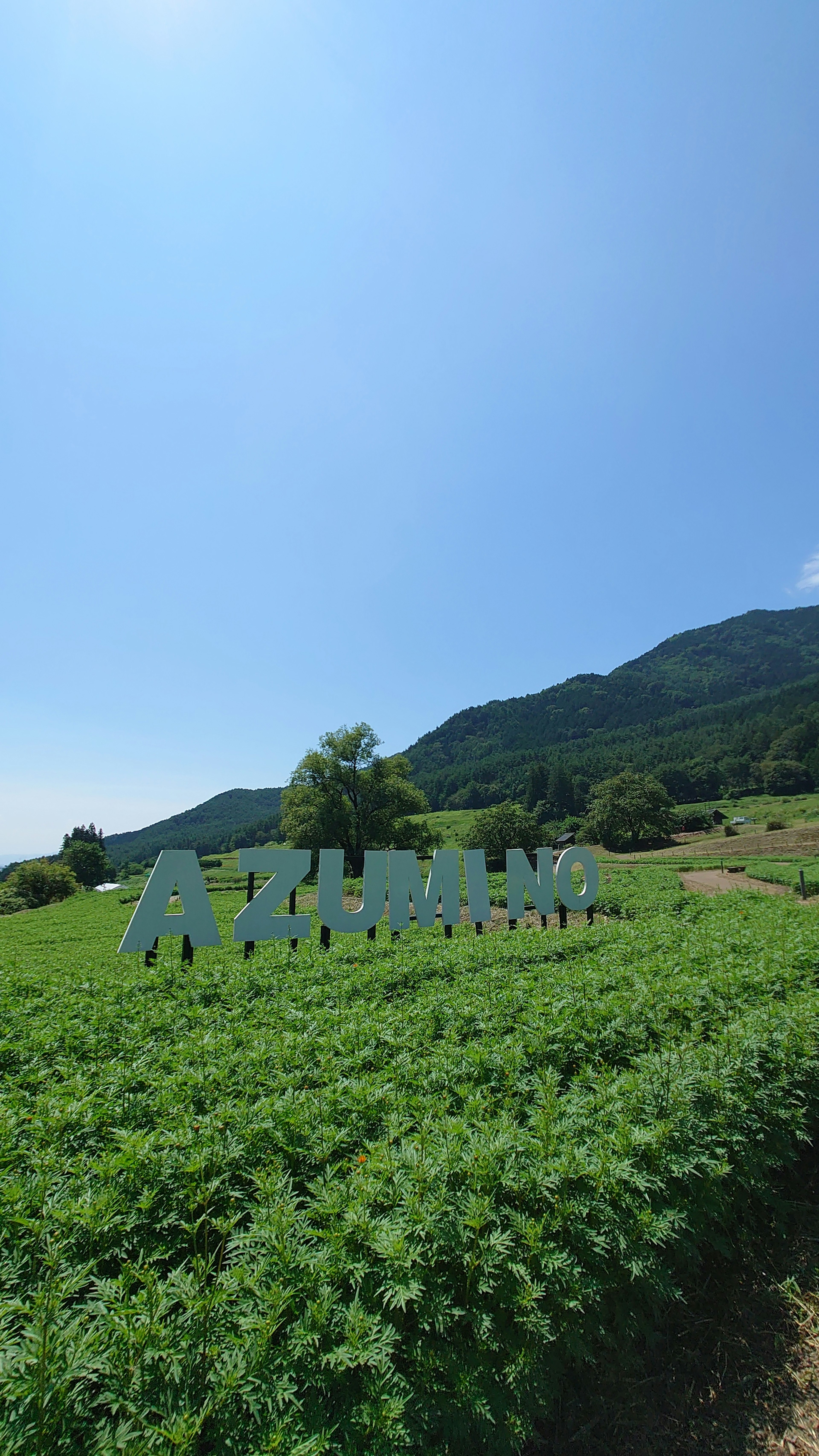 Grandi lettere che formano 'ASHIKAGA' in un campo verde sotto un cielo blu