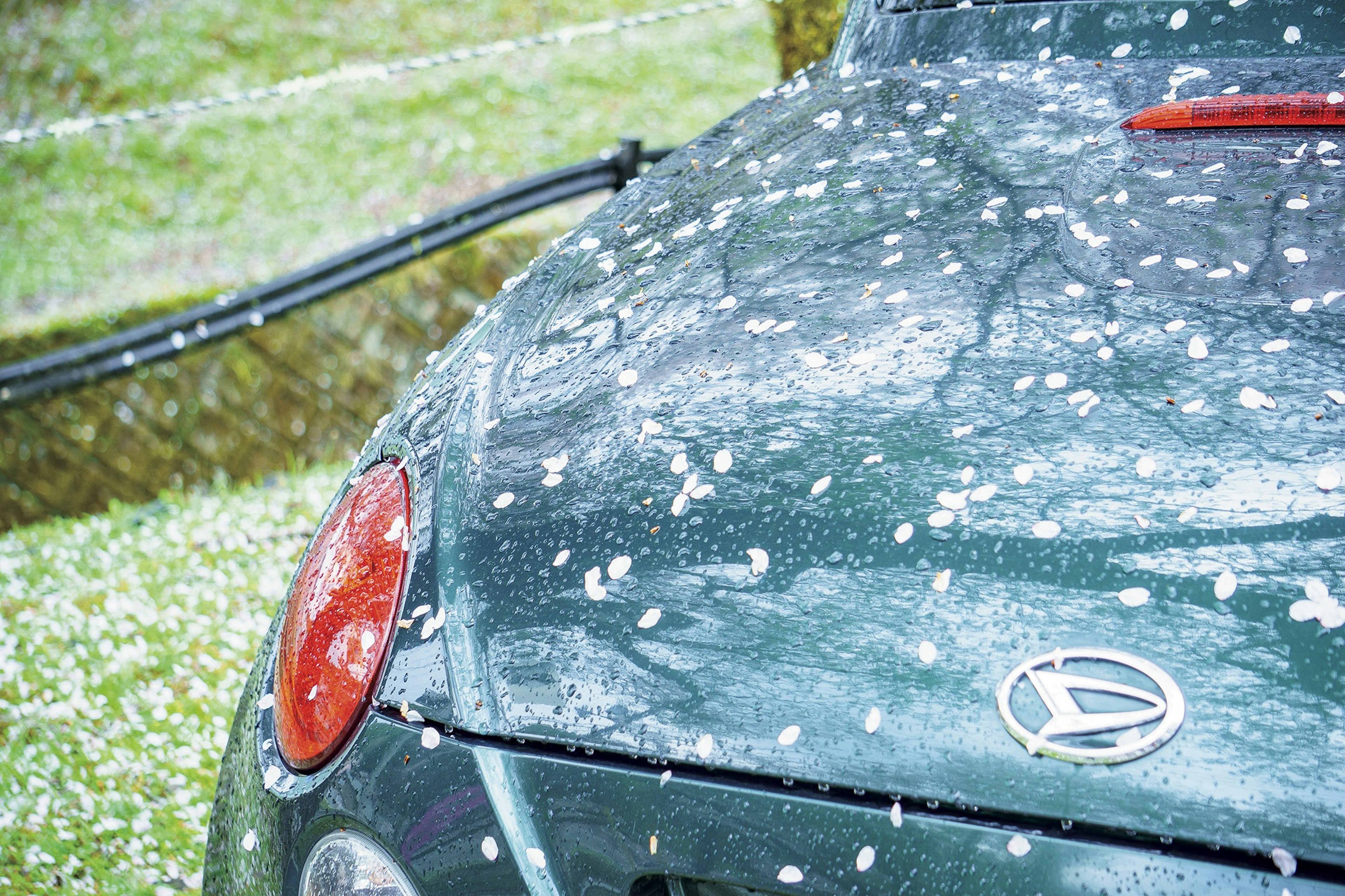 Cofano dell'auto verde coperto di petali bianchi