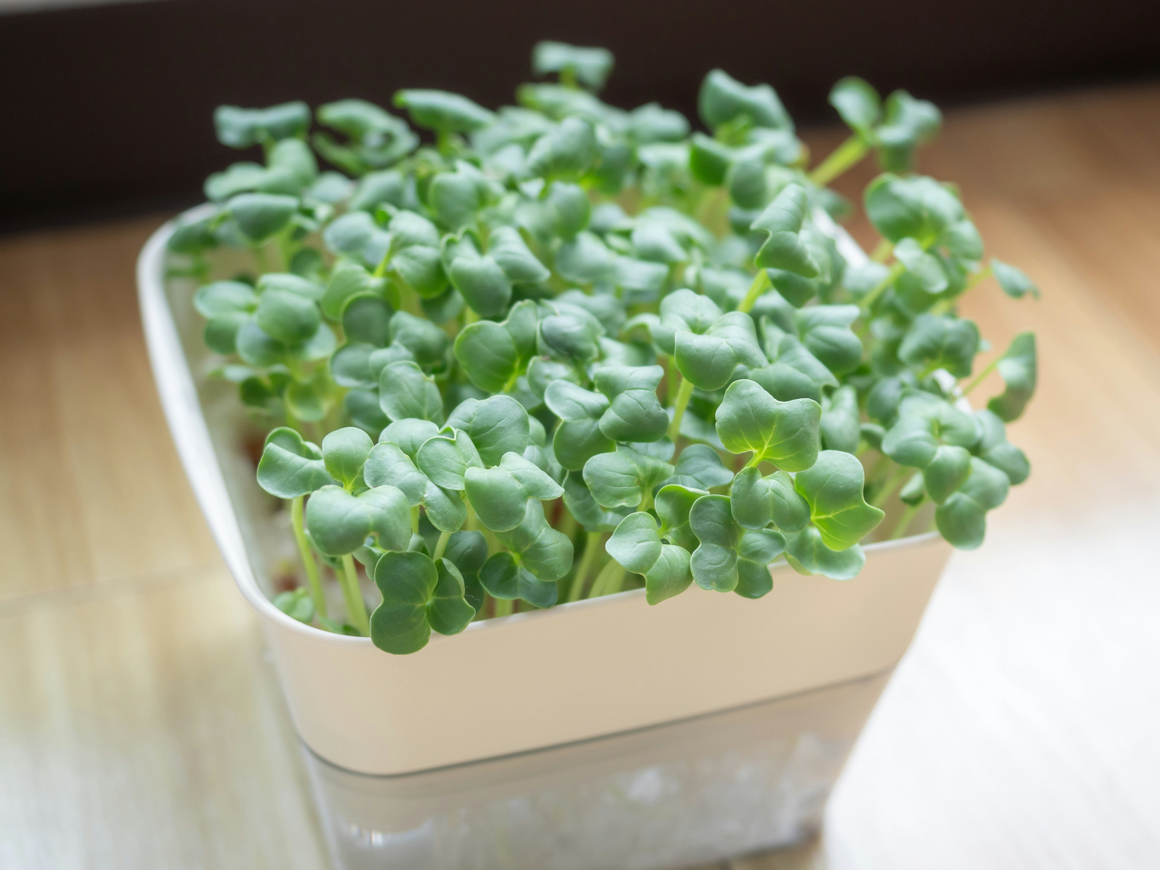 Piccola pianta verde in un vaso bianco