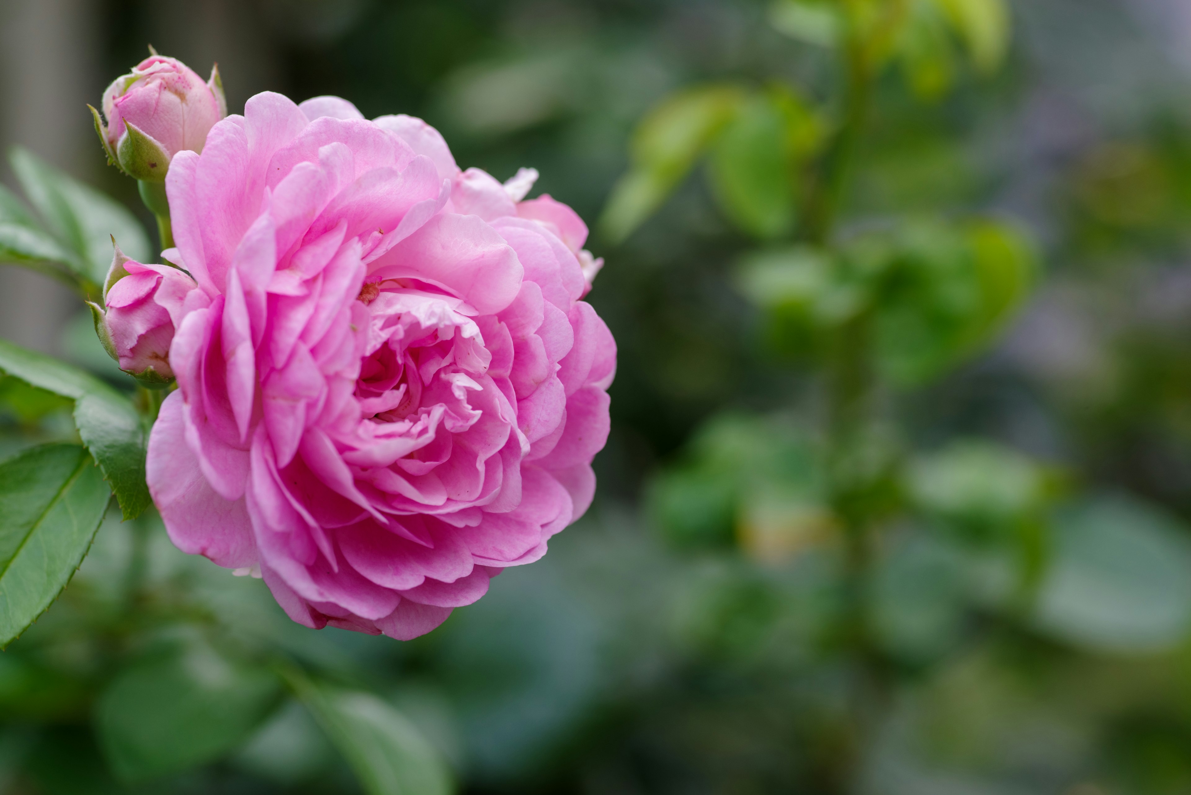 A beautiful pink rose flower in bloom