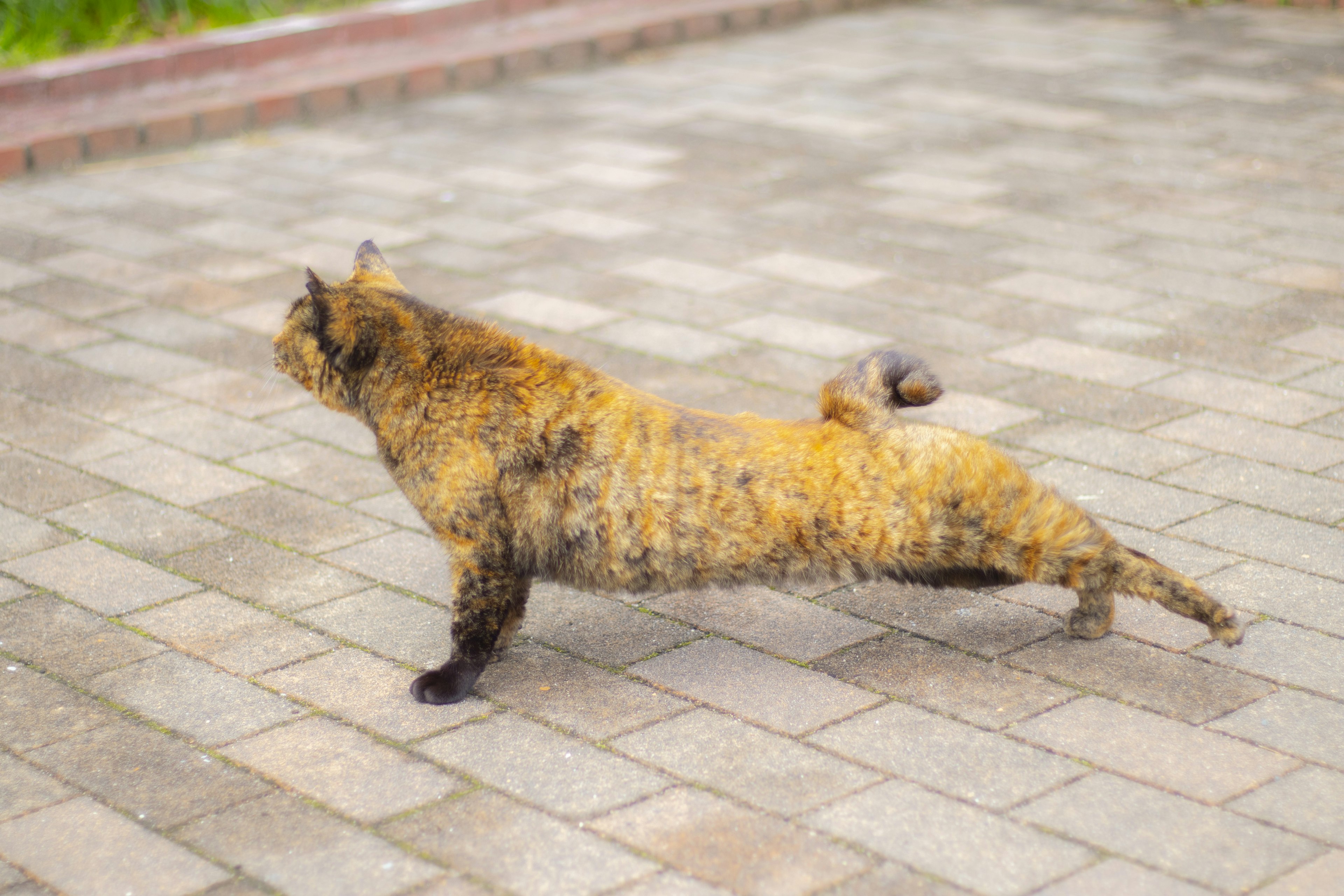 Un gatto tricolore che cammina su un sentiero di pietra