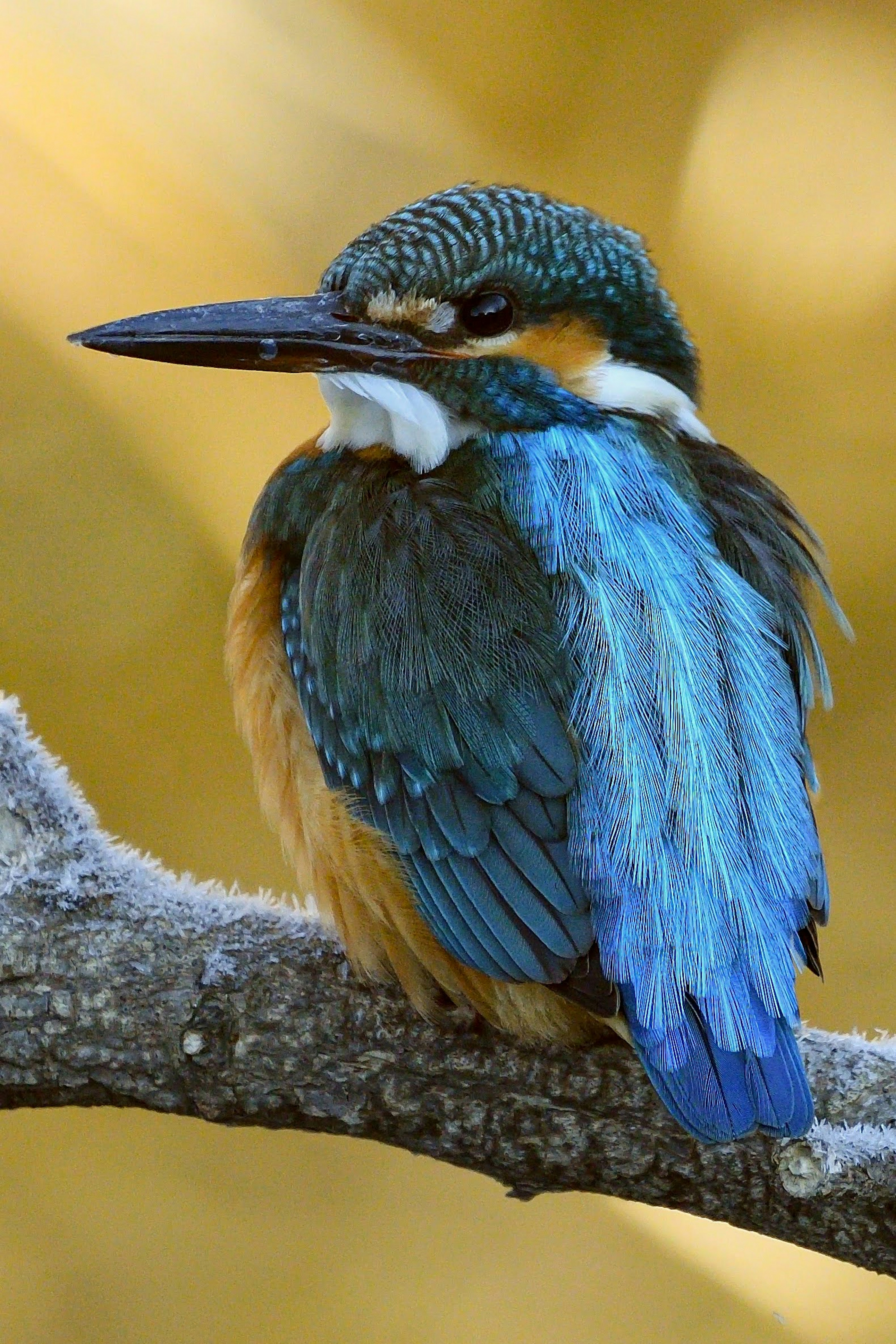 Un martin pescatore con piume blu vivaci e arancioni posato su un ramo