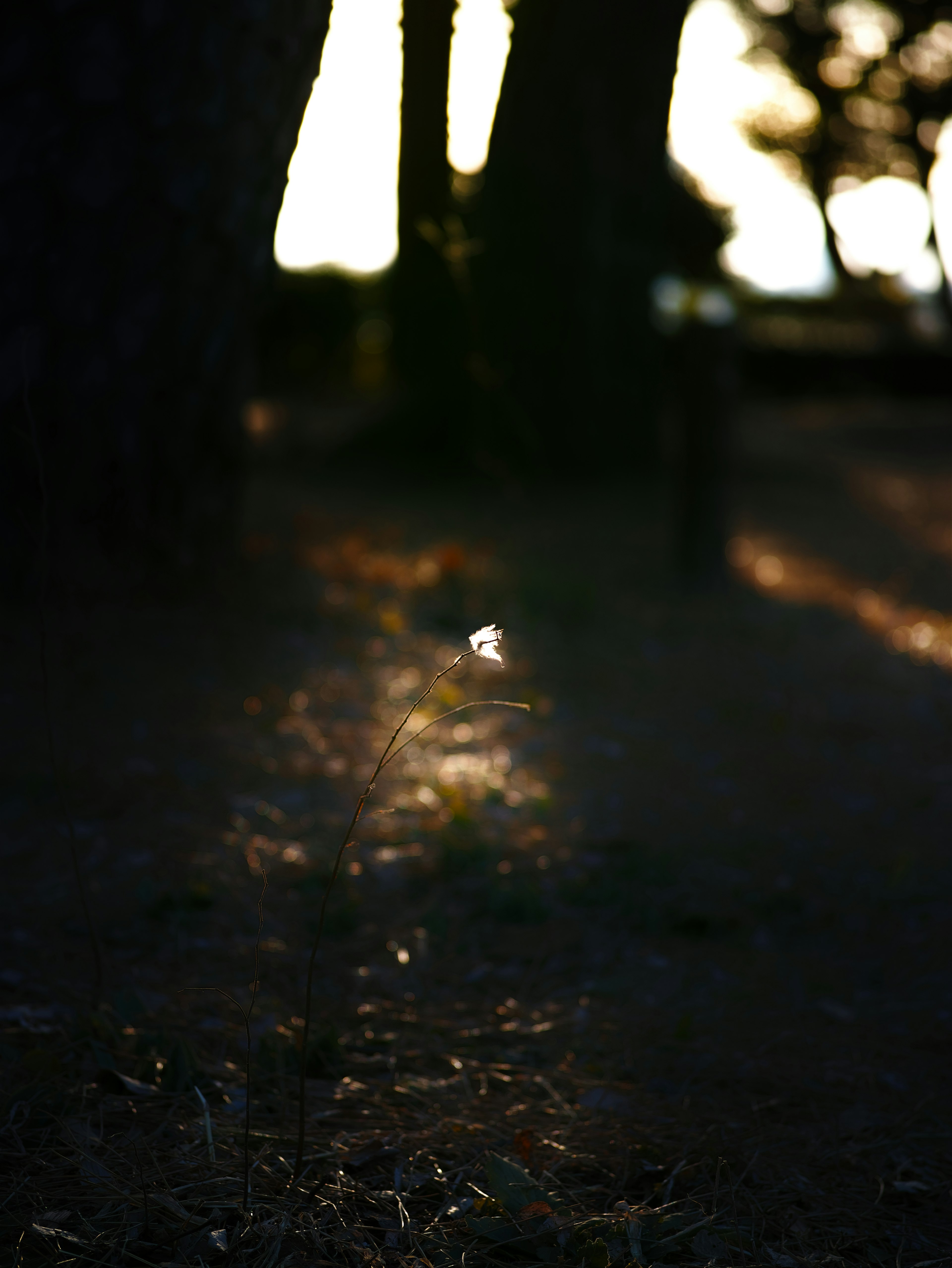 夕暮れの光が差し込む木々の間の小道