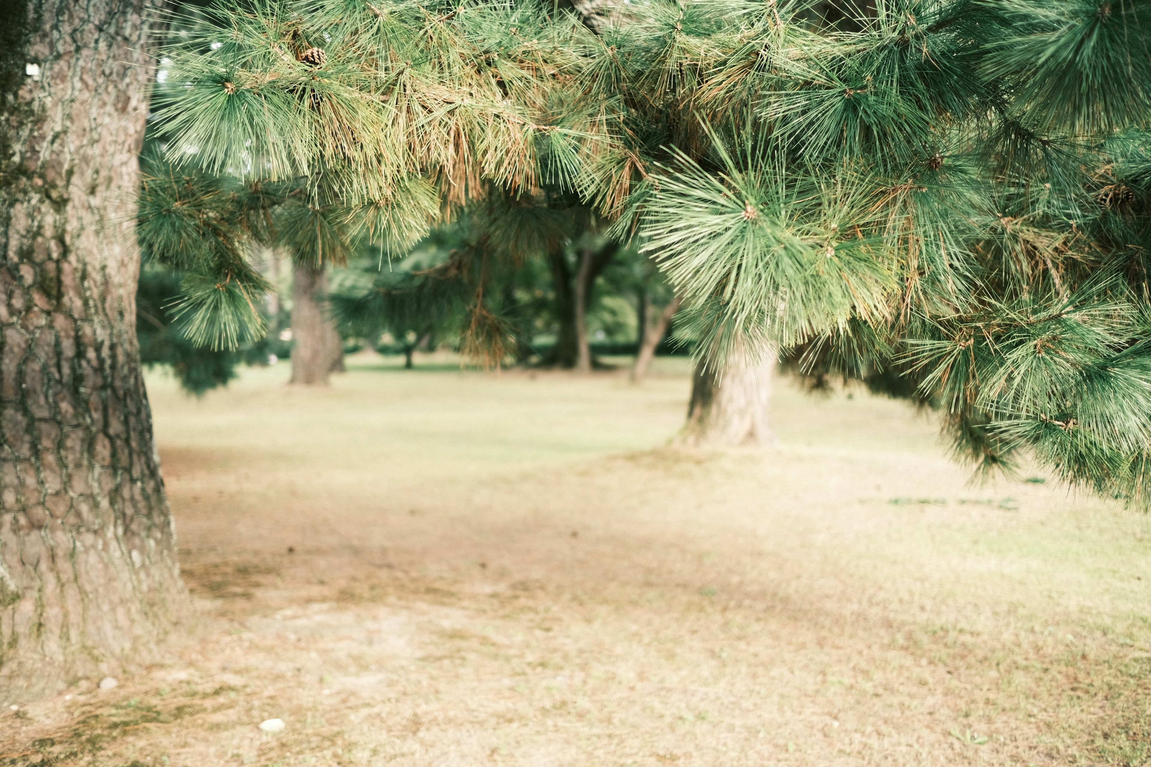 Pemandangan taman dengan pohon pinus hijau di sepanjang jalan