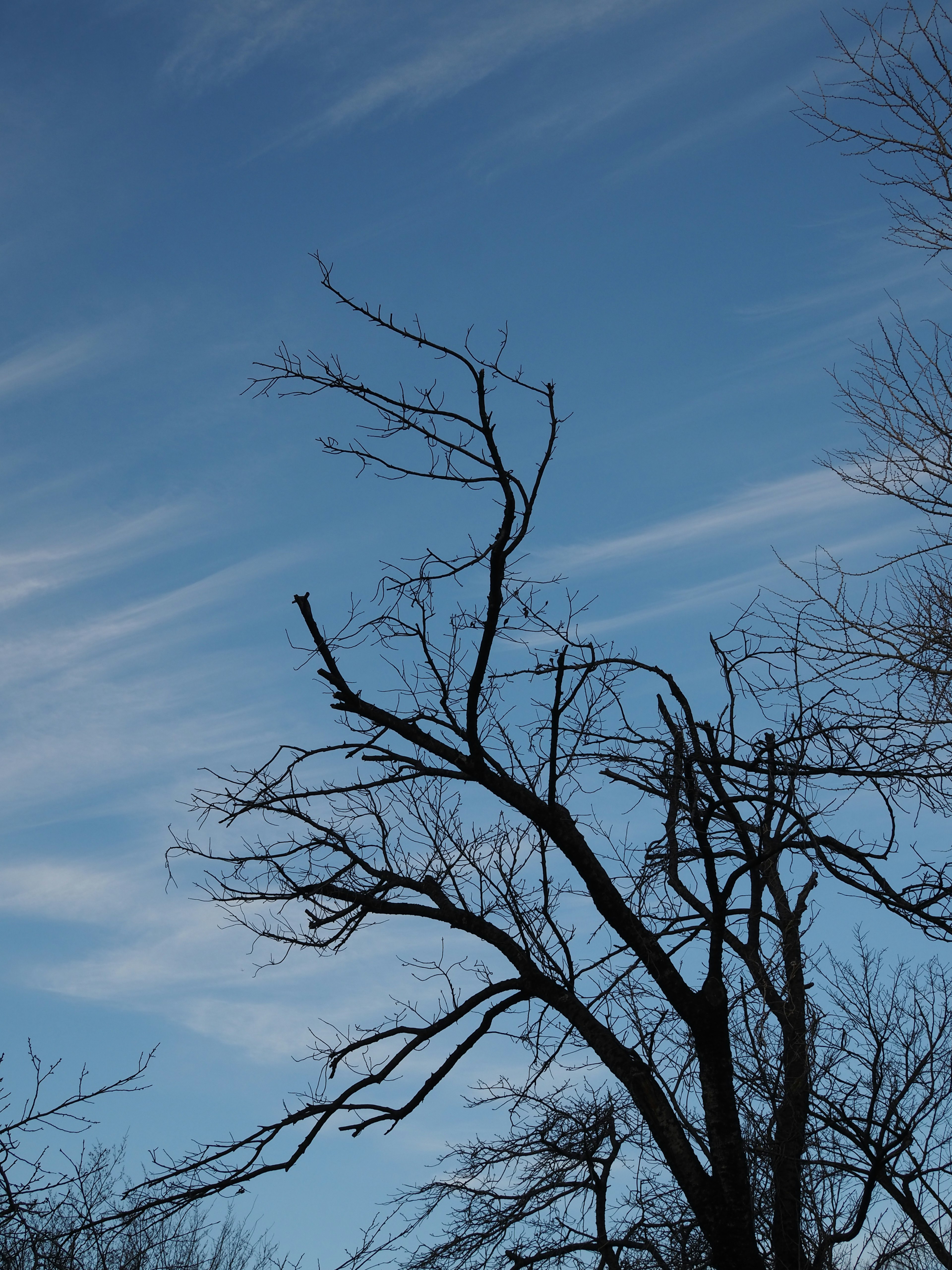 Siluet pohon telanjang di latar belakang langit biru