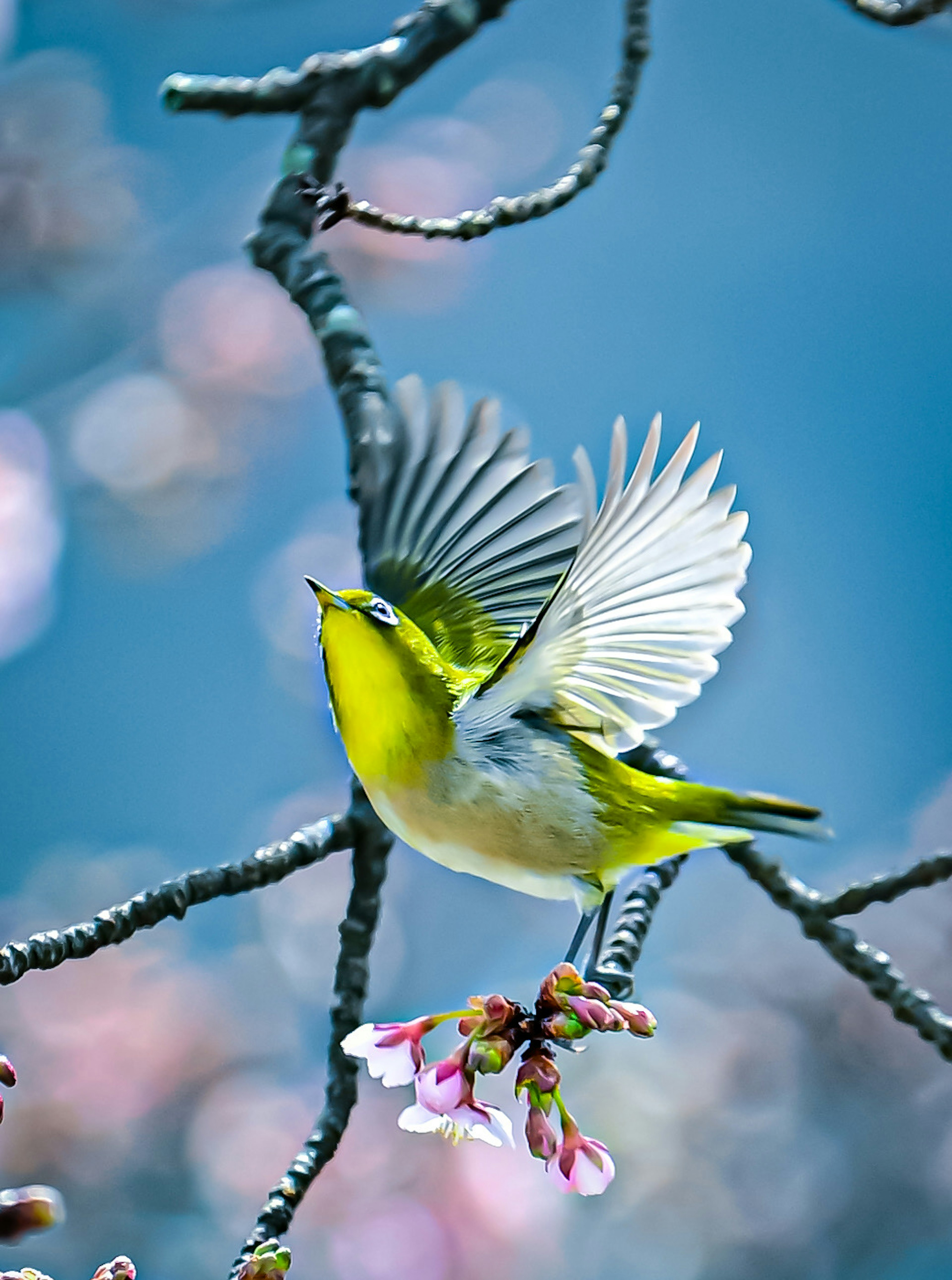 Seekor burung hijau berkepakan di dekat bunga sakura