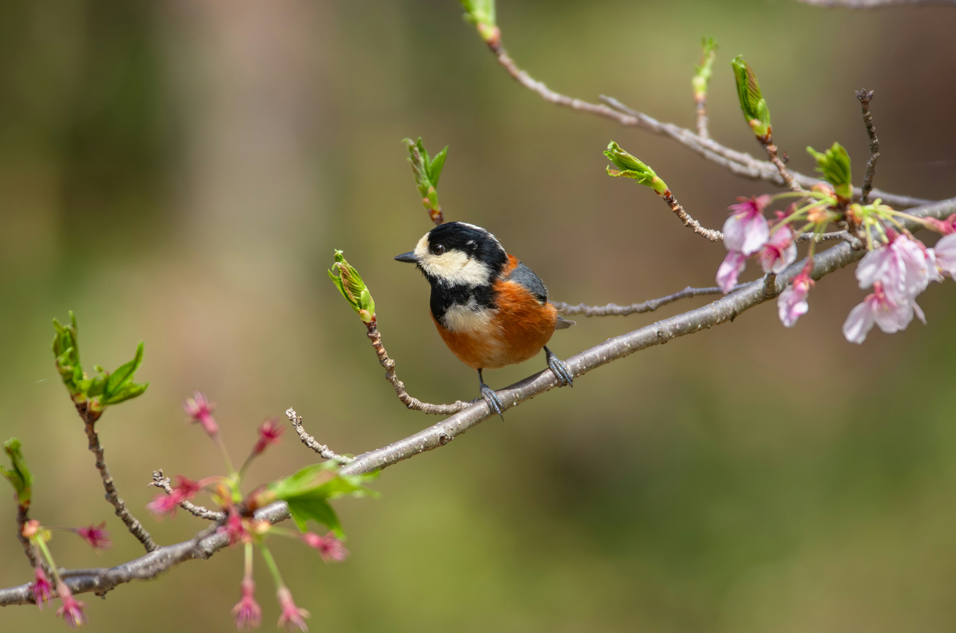 Un pájaro colorido posado en una rama de cerezo en flor