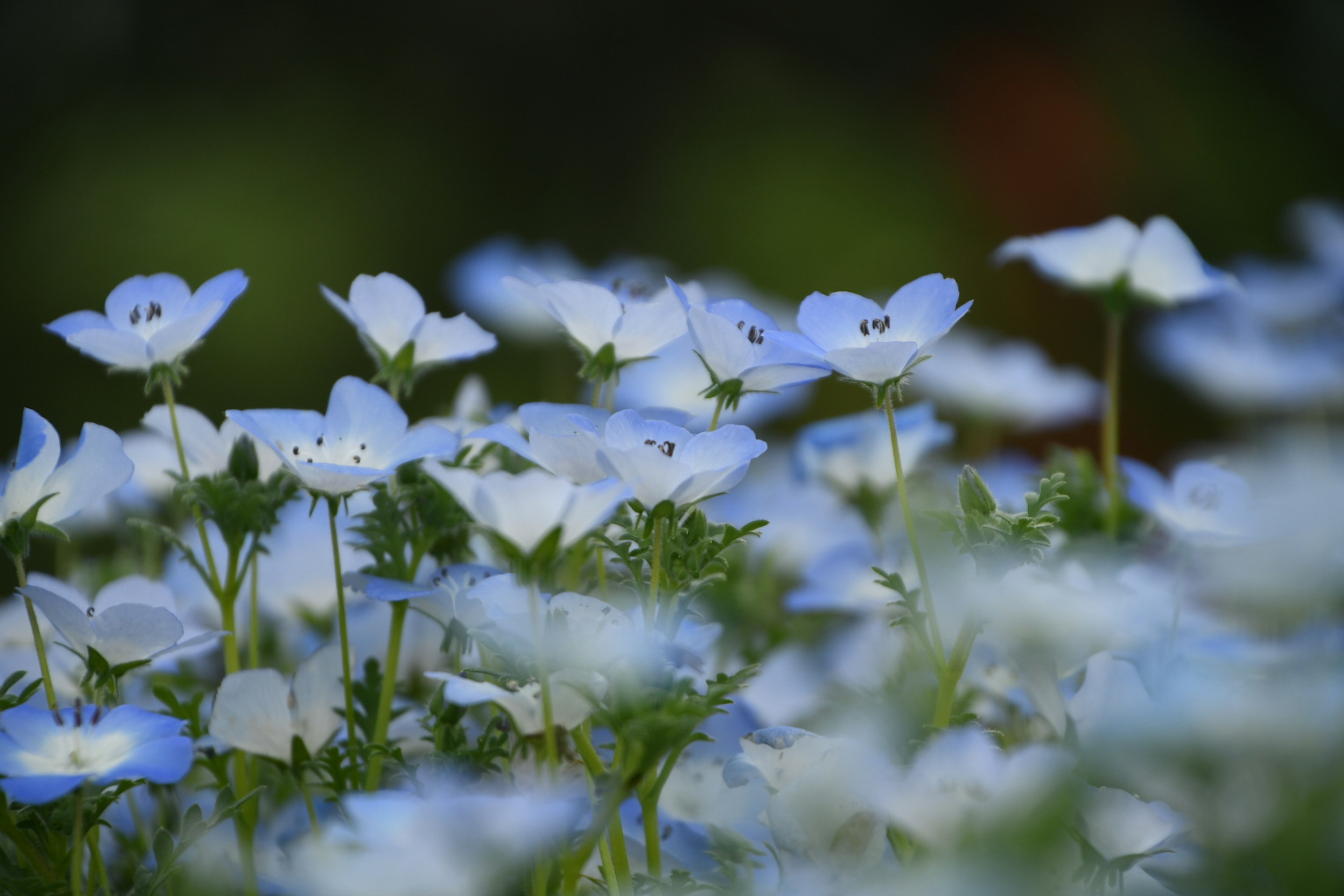 Feld mit zarten blauen Blumen im Weichzeichner