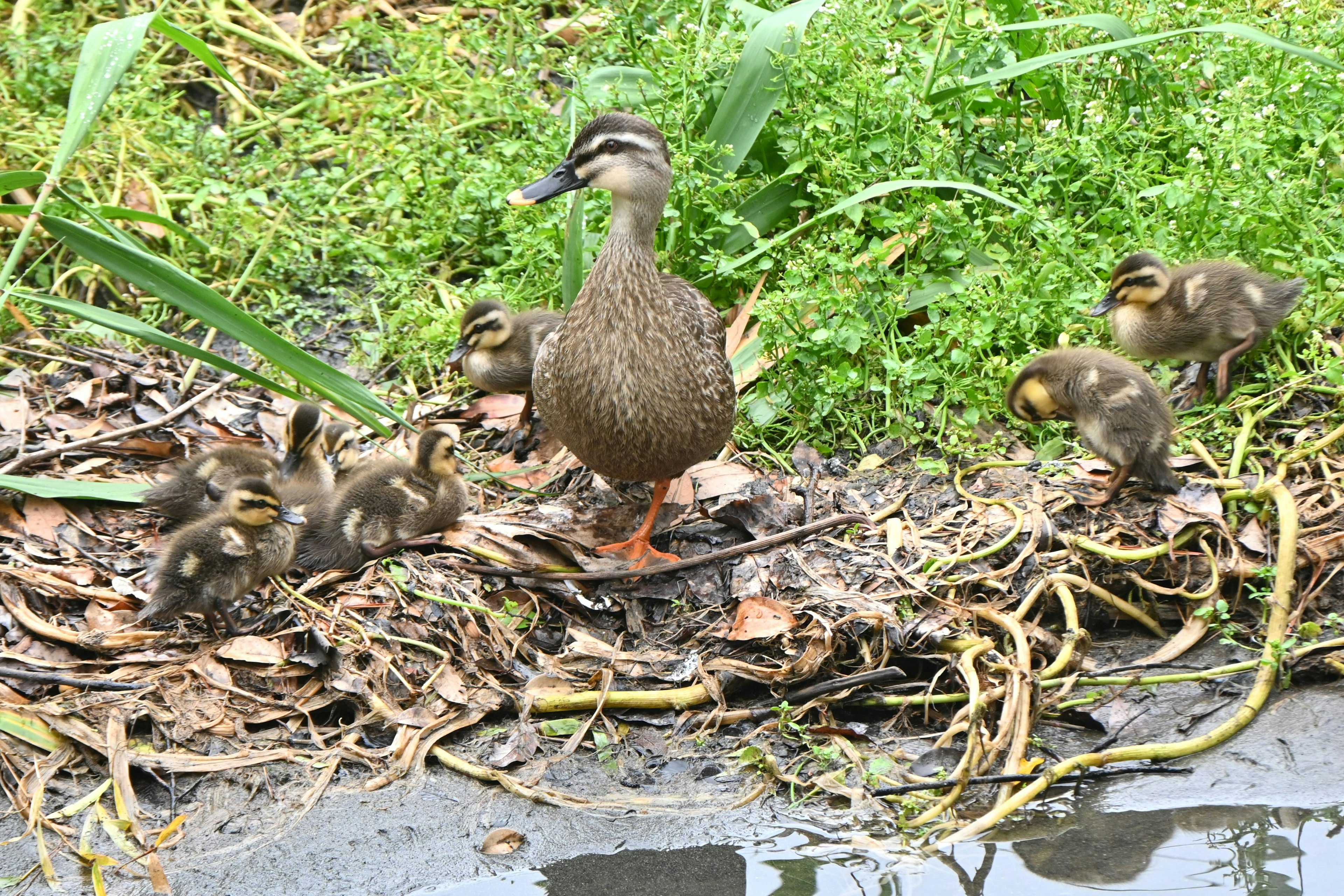 Une mère canard avec ses canetons près d'un bord d'eau