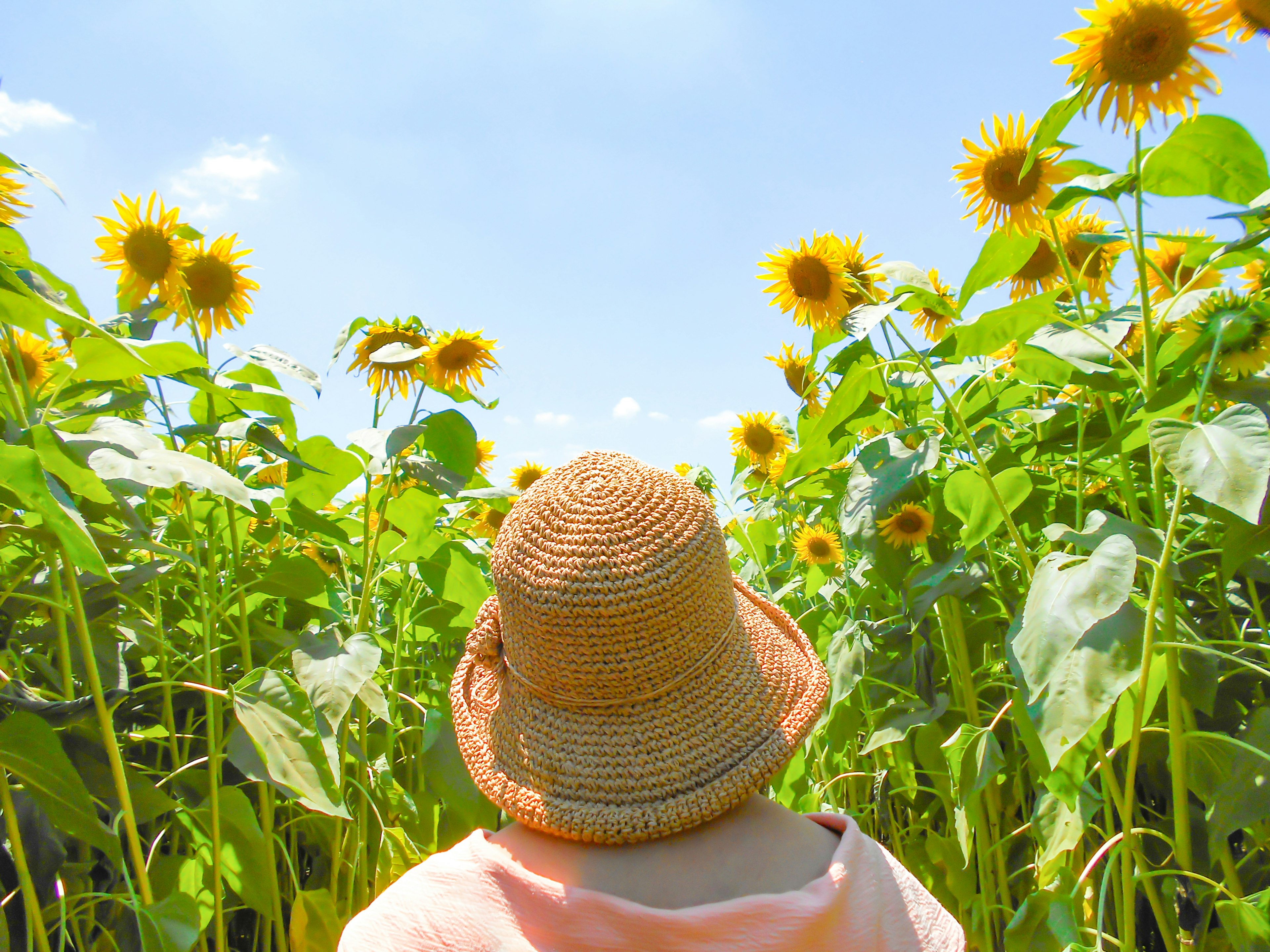 Person wearing a straw hat looking at a sunflower field under a blue sky