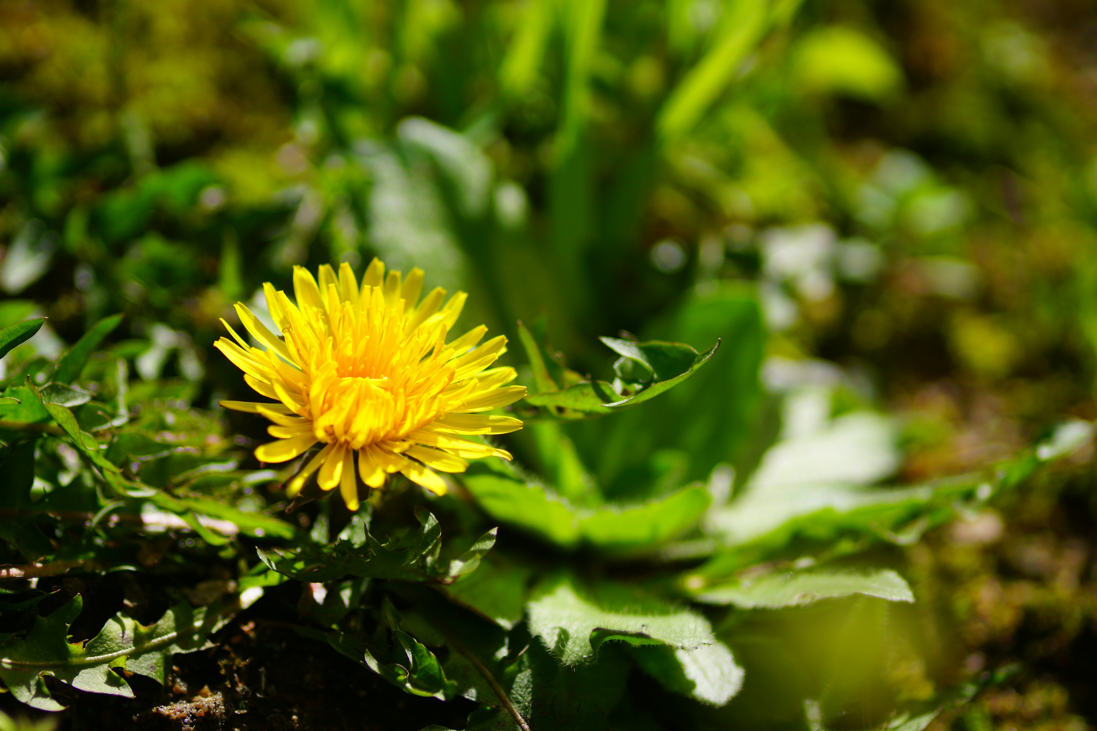 Gelbe Löwenzahnblüte umgeben von grünen Blättern in einer natürlichen Umgebung