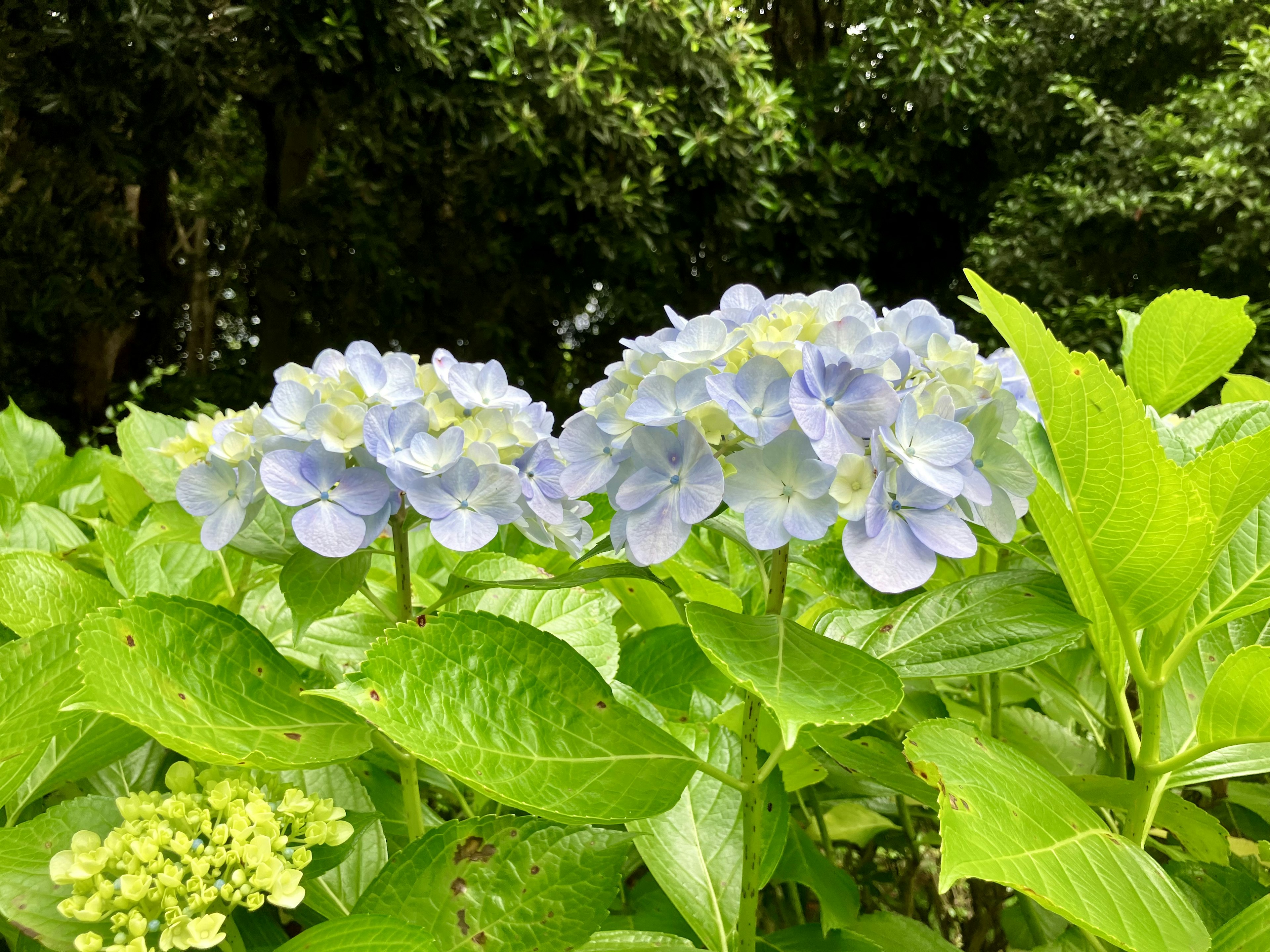 青紫色の紫陽花の花と緑の葉が茂る風景