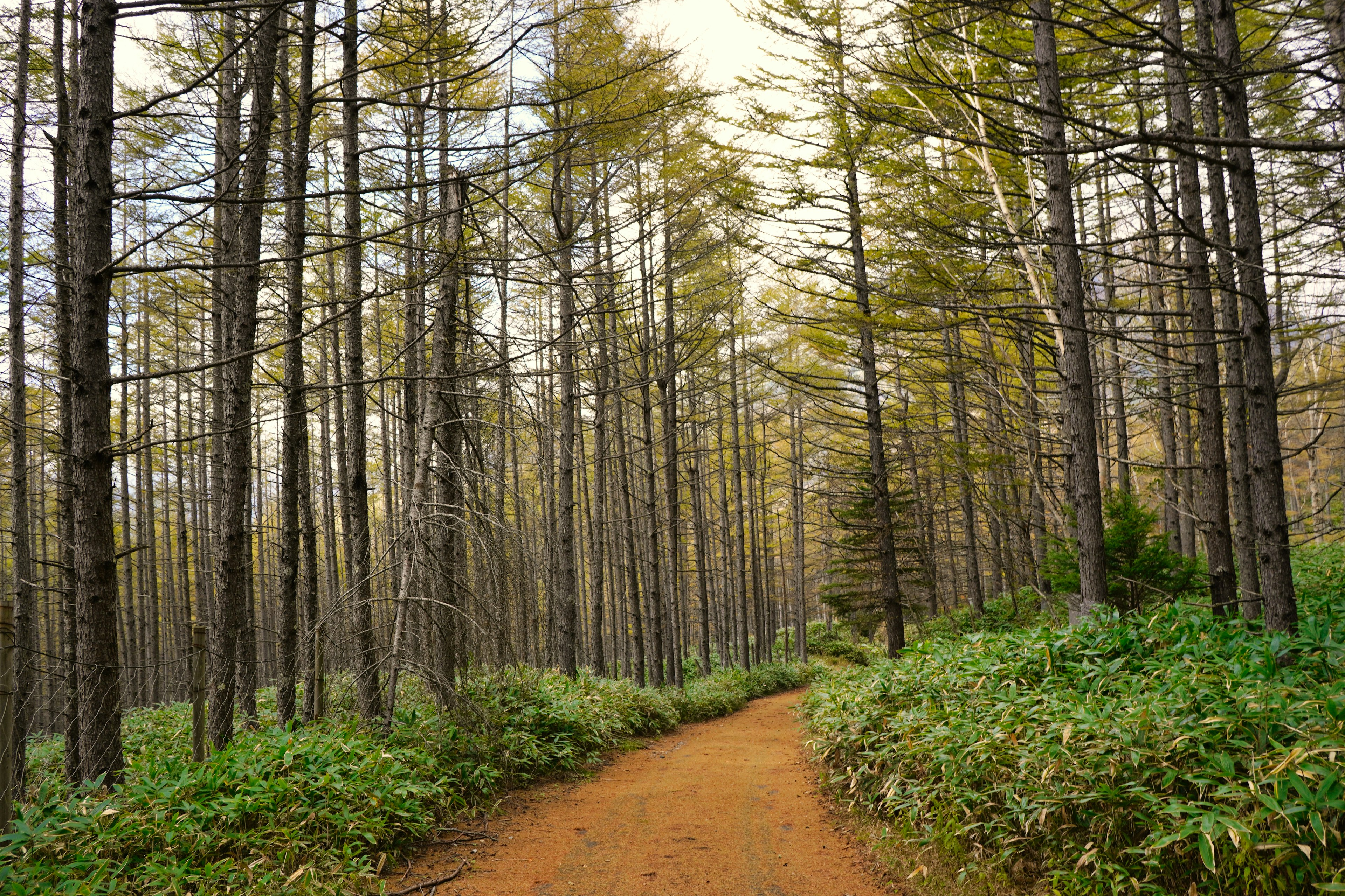 Un sentiero sereno attraverso una foresta rigogliosa con alberi alti e foglie dorate