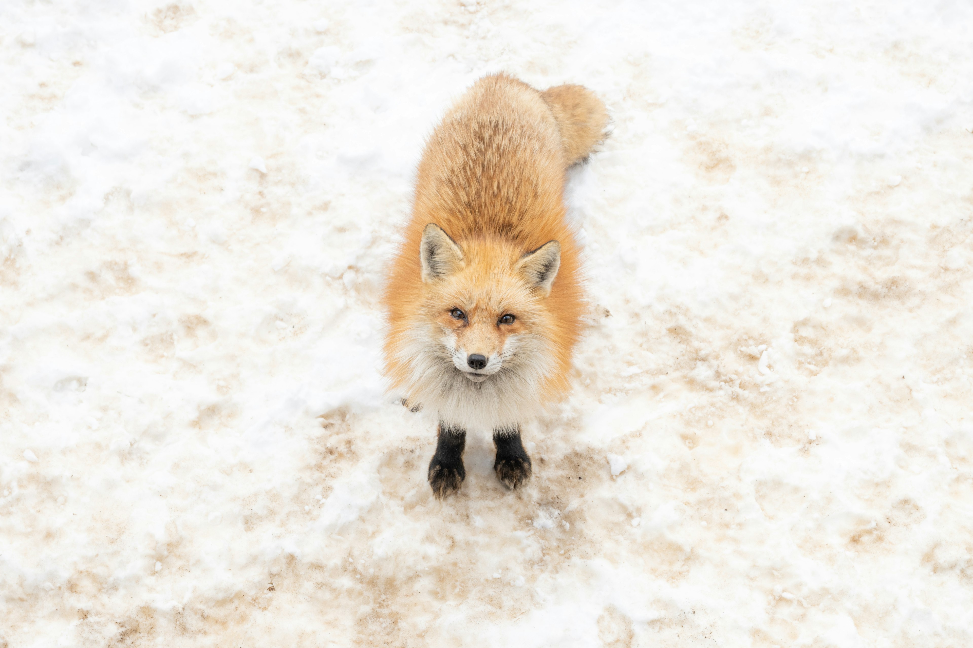 A fox with orange fur standing on snow