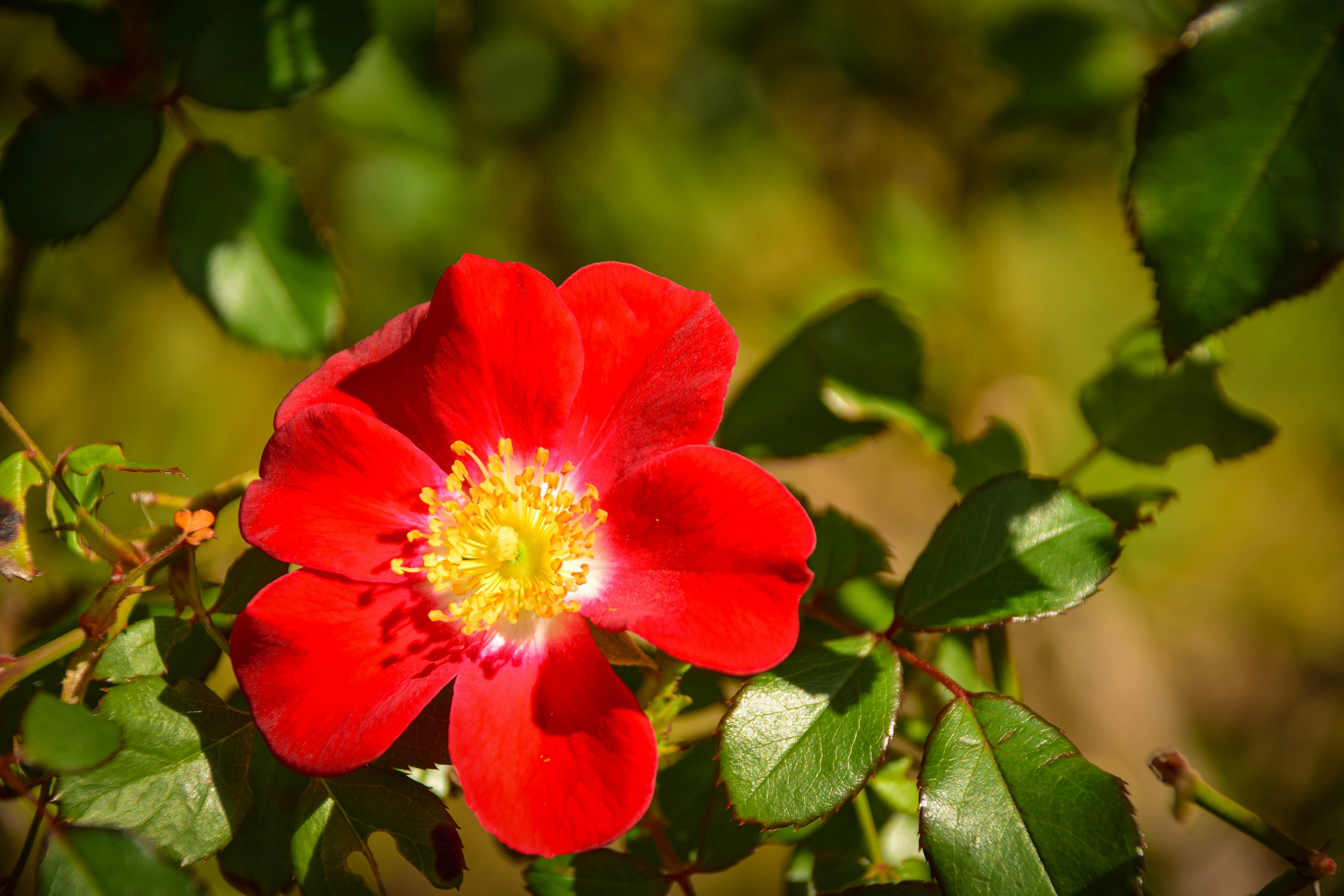 Lebendige rote Blume mit grünen Blättern