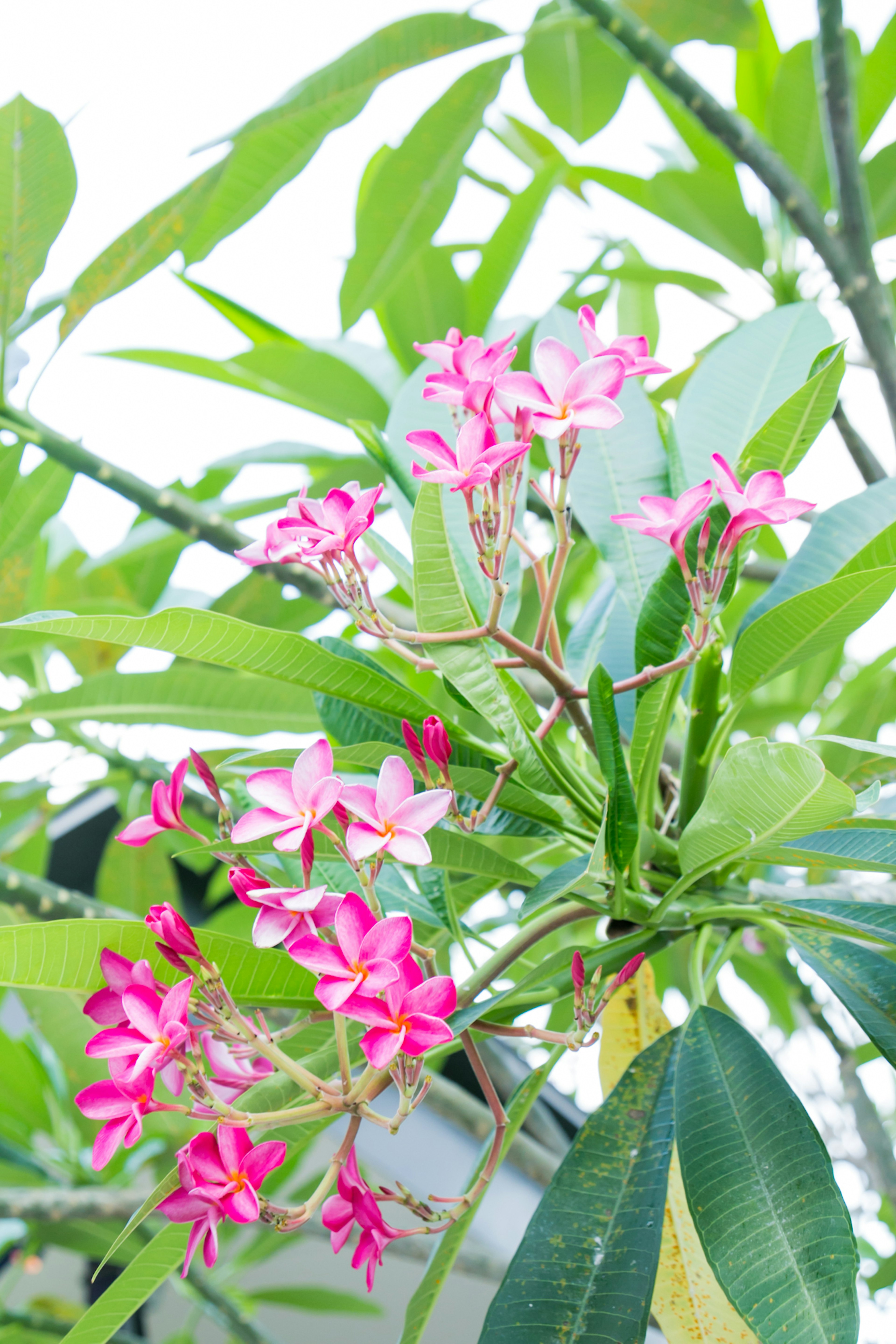 Un ramo di pianta con bellissimi fiori rosa e foglie verdi