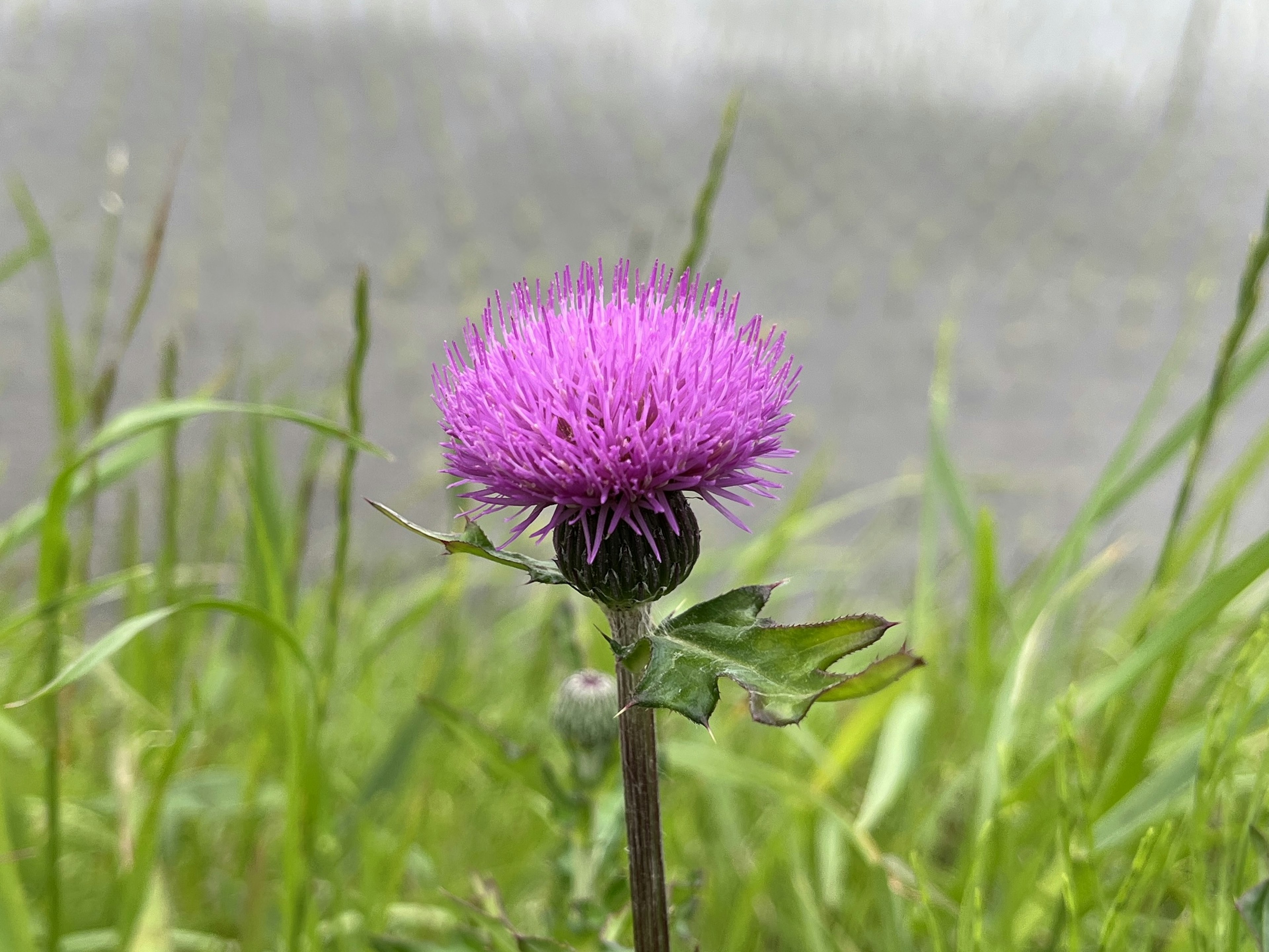 Une fleur de chardon violet entourée d'herbe verte