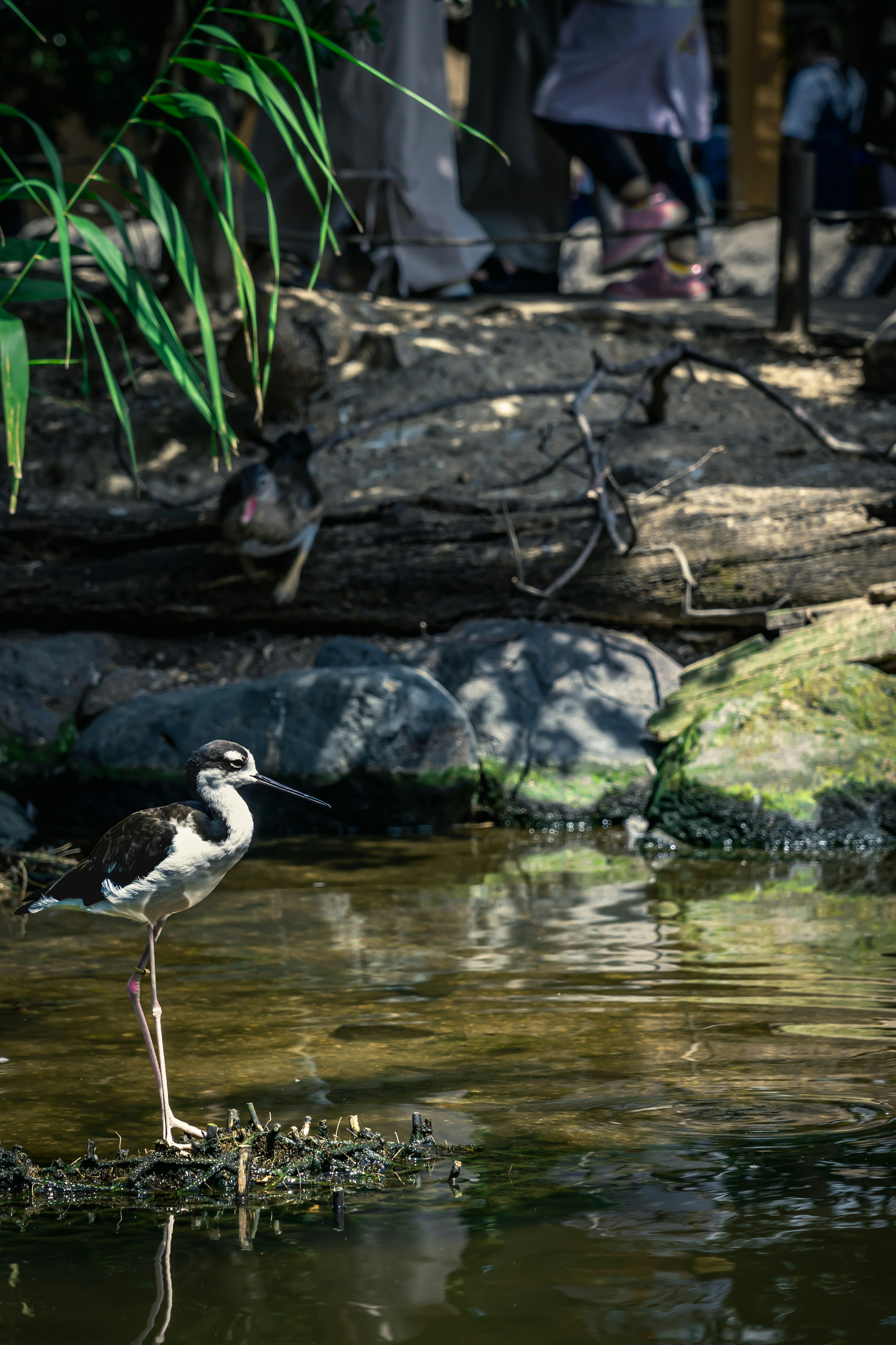 Oiseau se tenant près de l'eau avec un paysage naturel