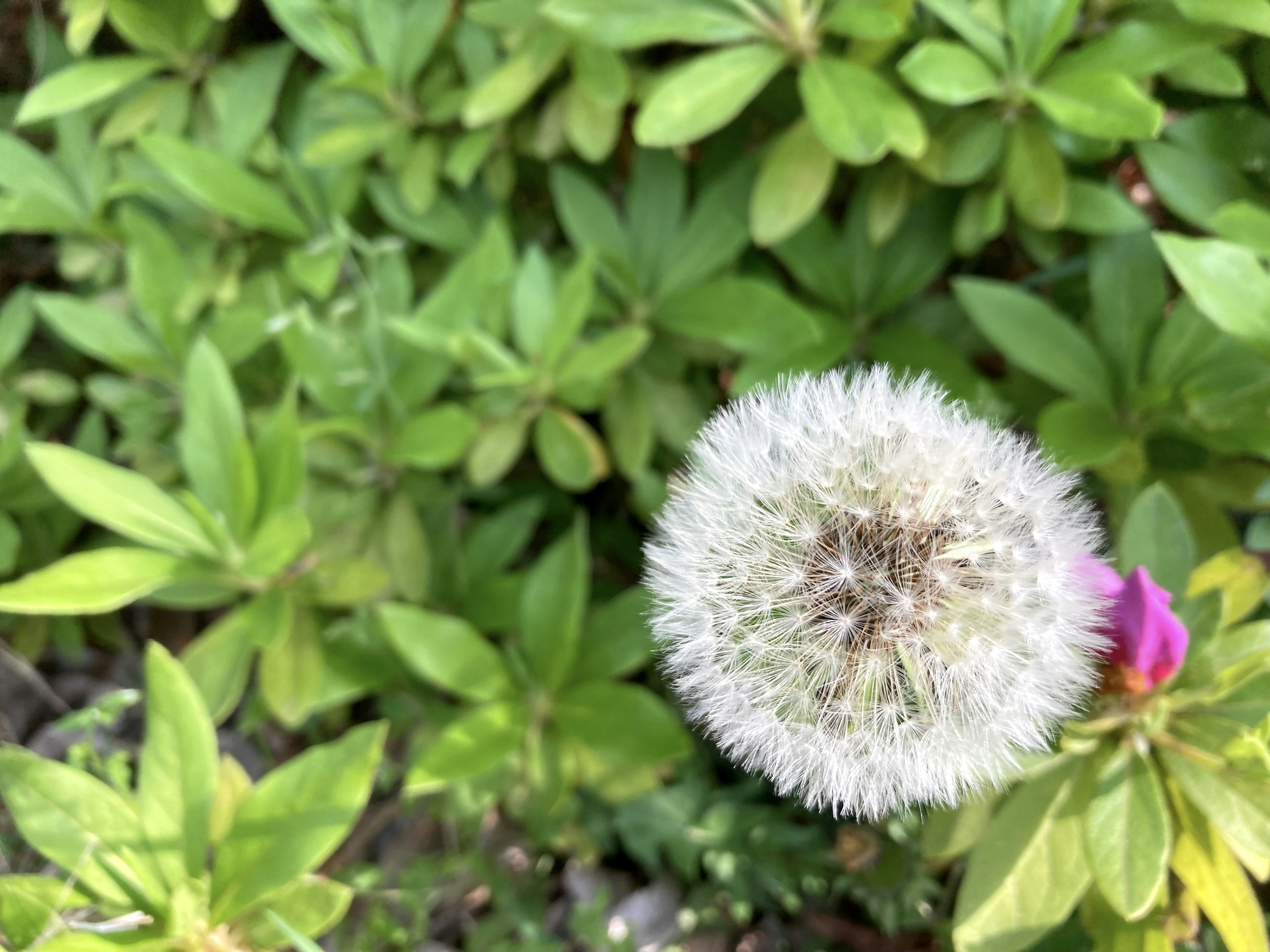 Puff de pissenlit blanc et feuilles vertes